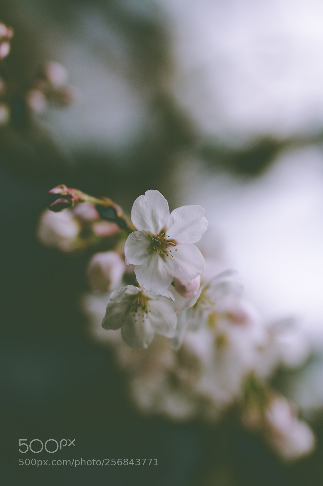 Canon EOS 70D sample photo. Sakura photography
