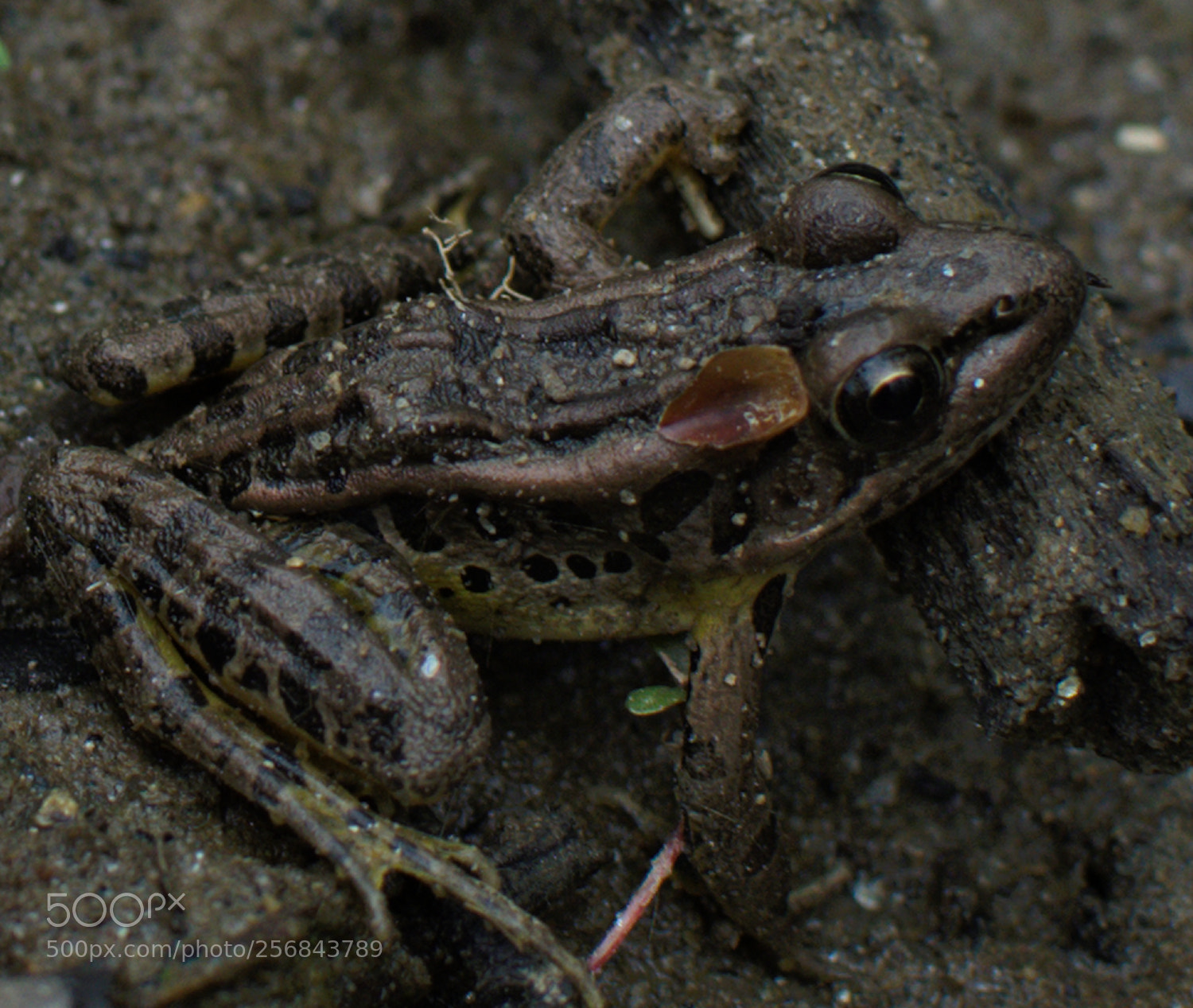 Nikon D7000 sample photo. Lil' fella photography