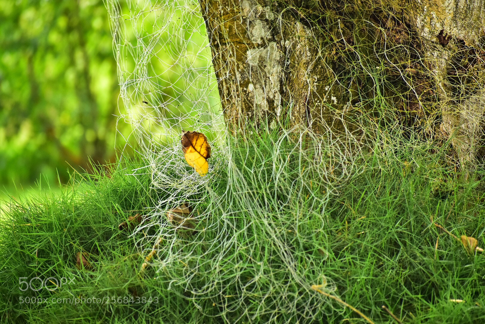 Nikon D5600 sample photo. Trapped photography