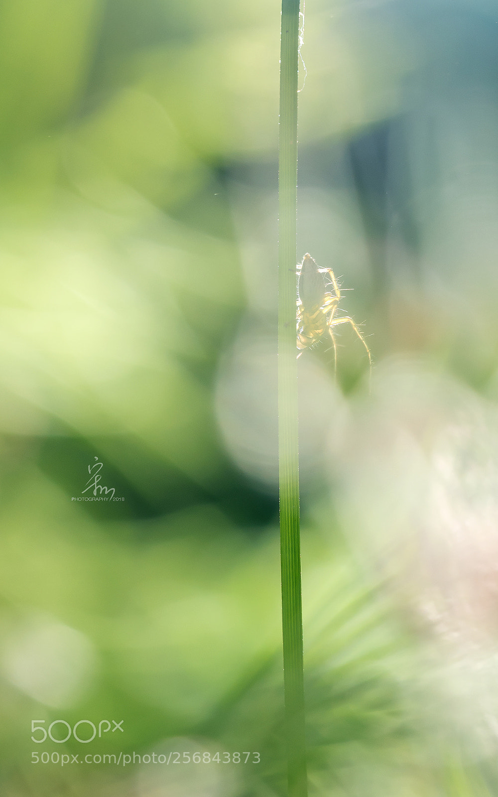 Sony a7R II sample photo. 风吹草动 photography