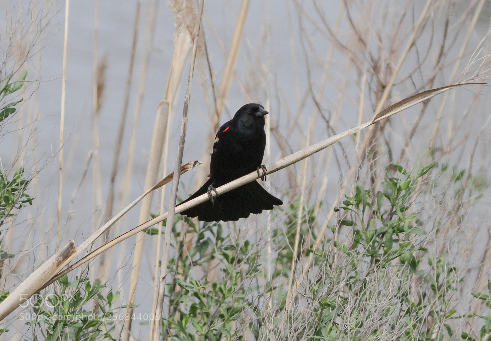 Canon EOS 7D sample photo. Balancing act photography