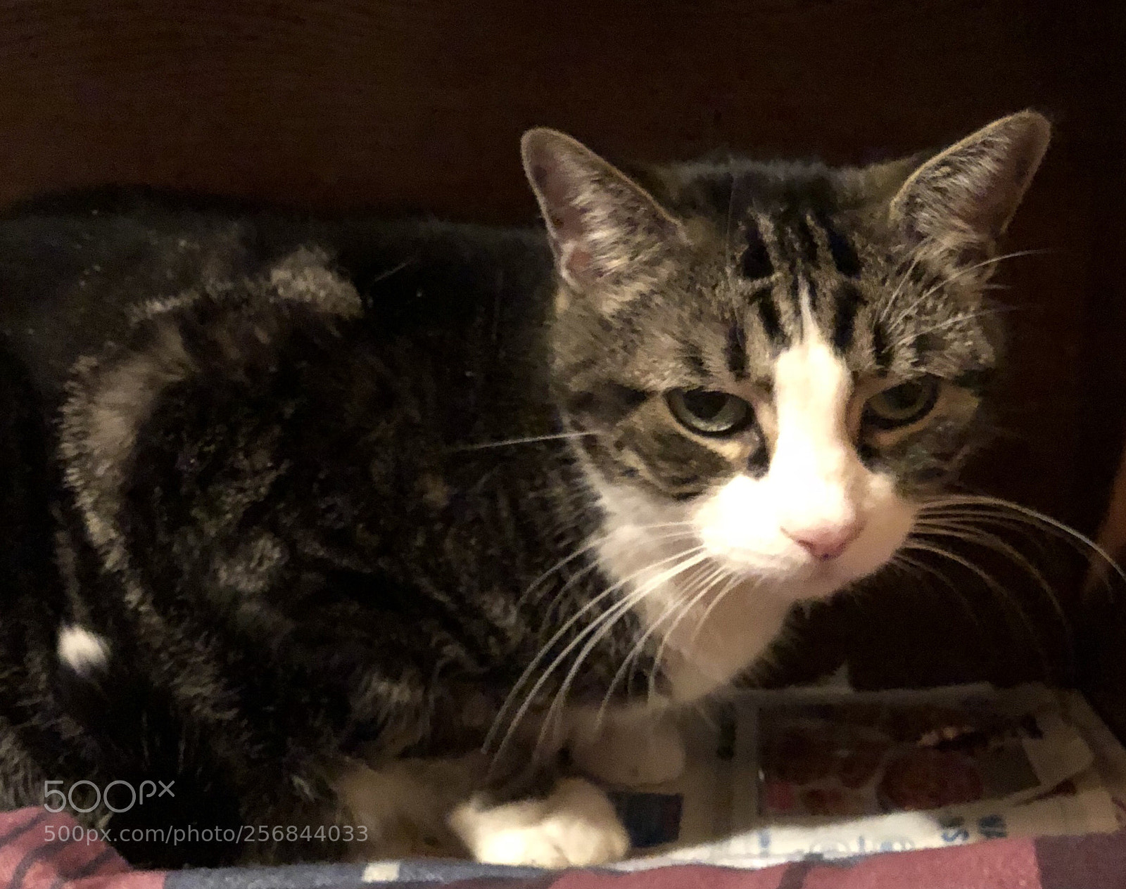 Apple iPhone X sample photo. Cat annoyed photography