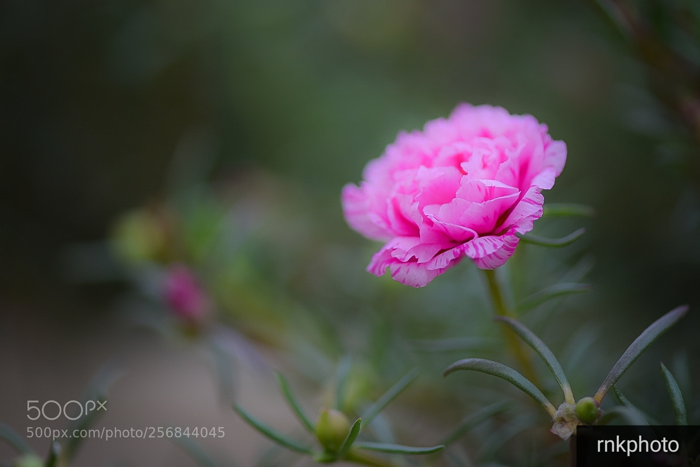 Nikon D750 sample photo. Flowerpower photography