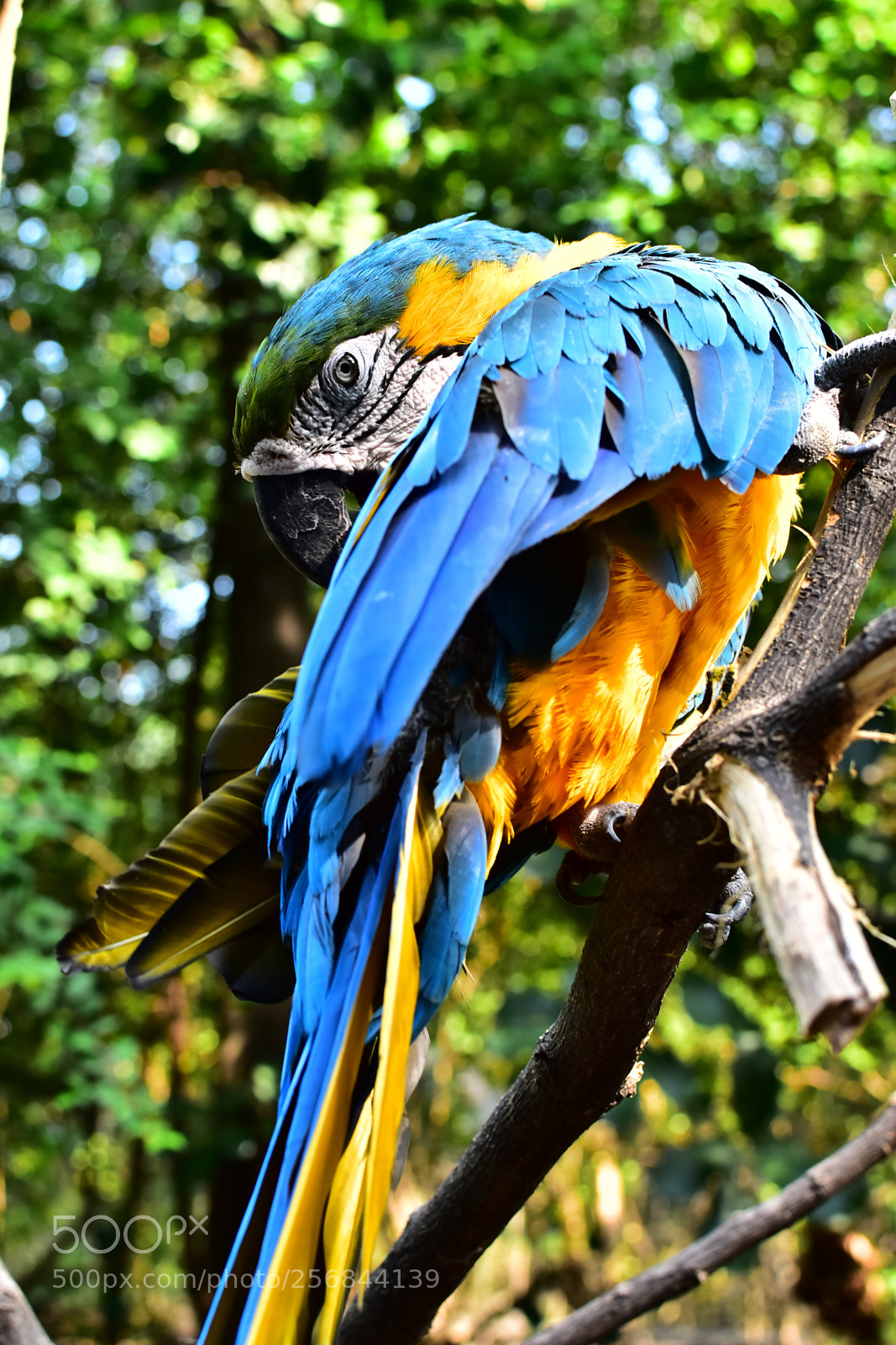 Nikon D5600 sample photo. Nature's yellow & blue photography