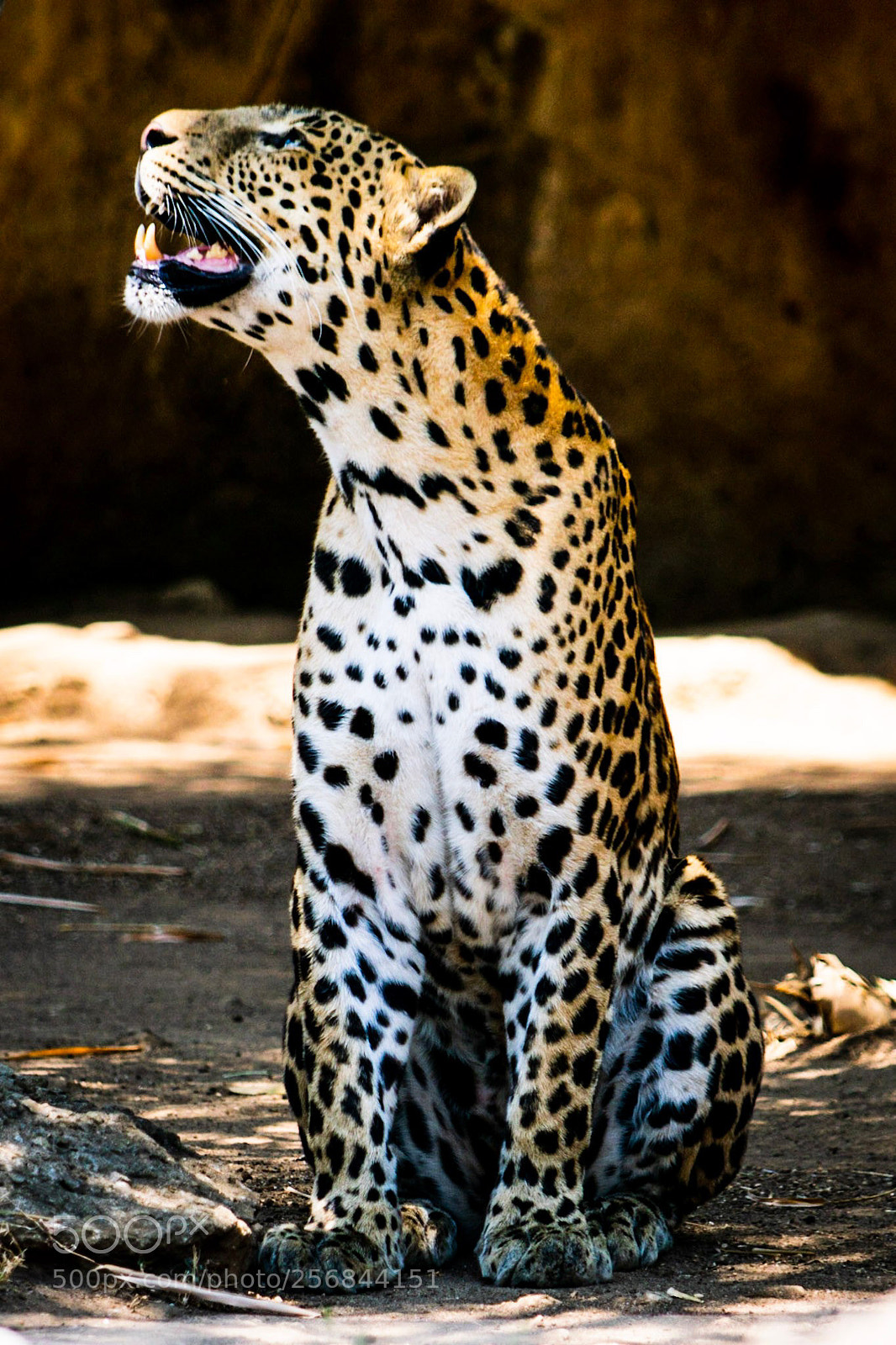 Nikon D3300 sample photo. Jaguar photography