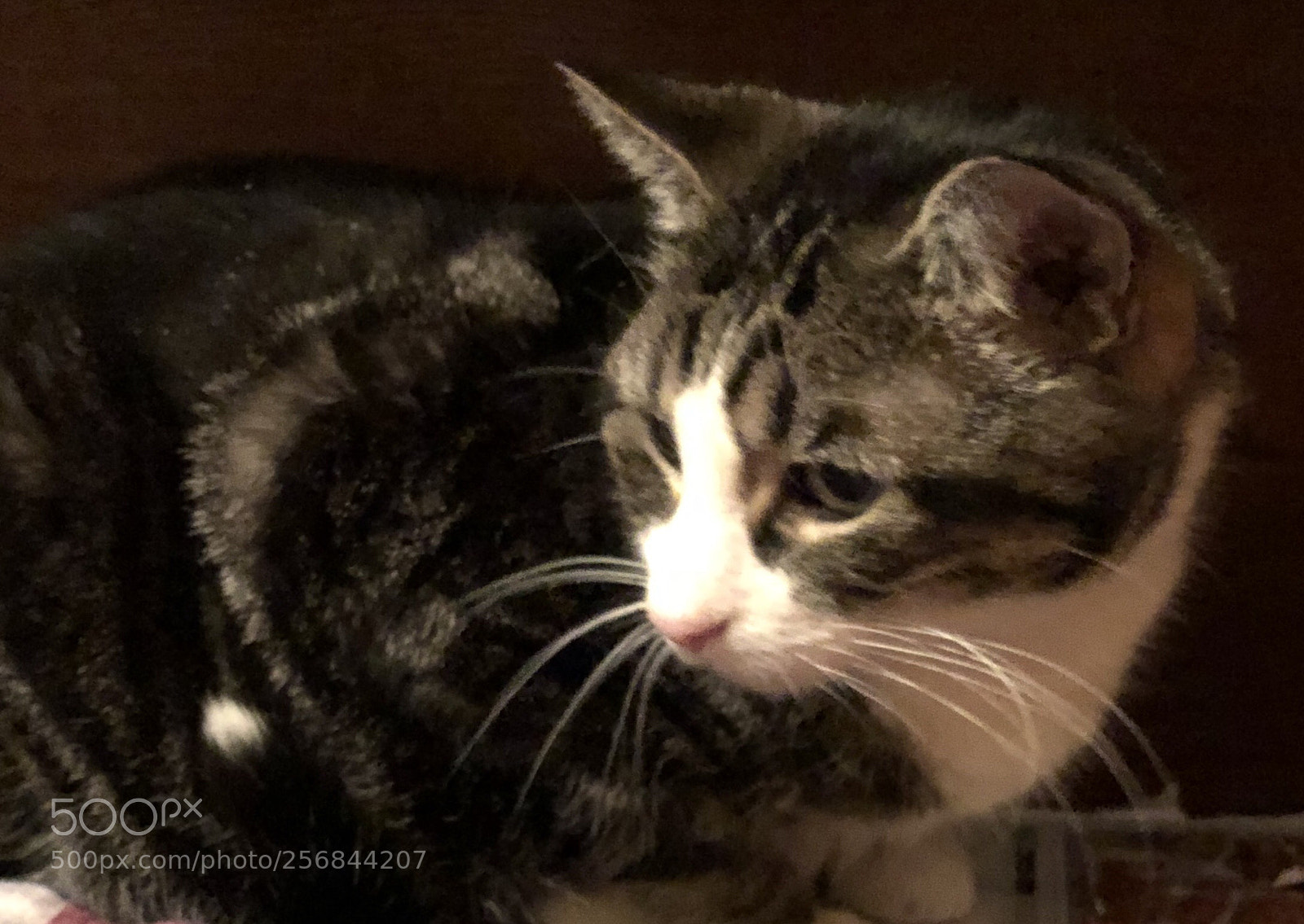 Apple iPhone X sample photo. Cat profile  photography