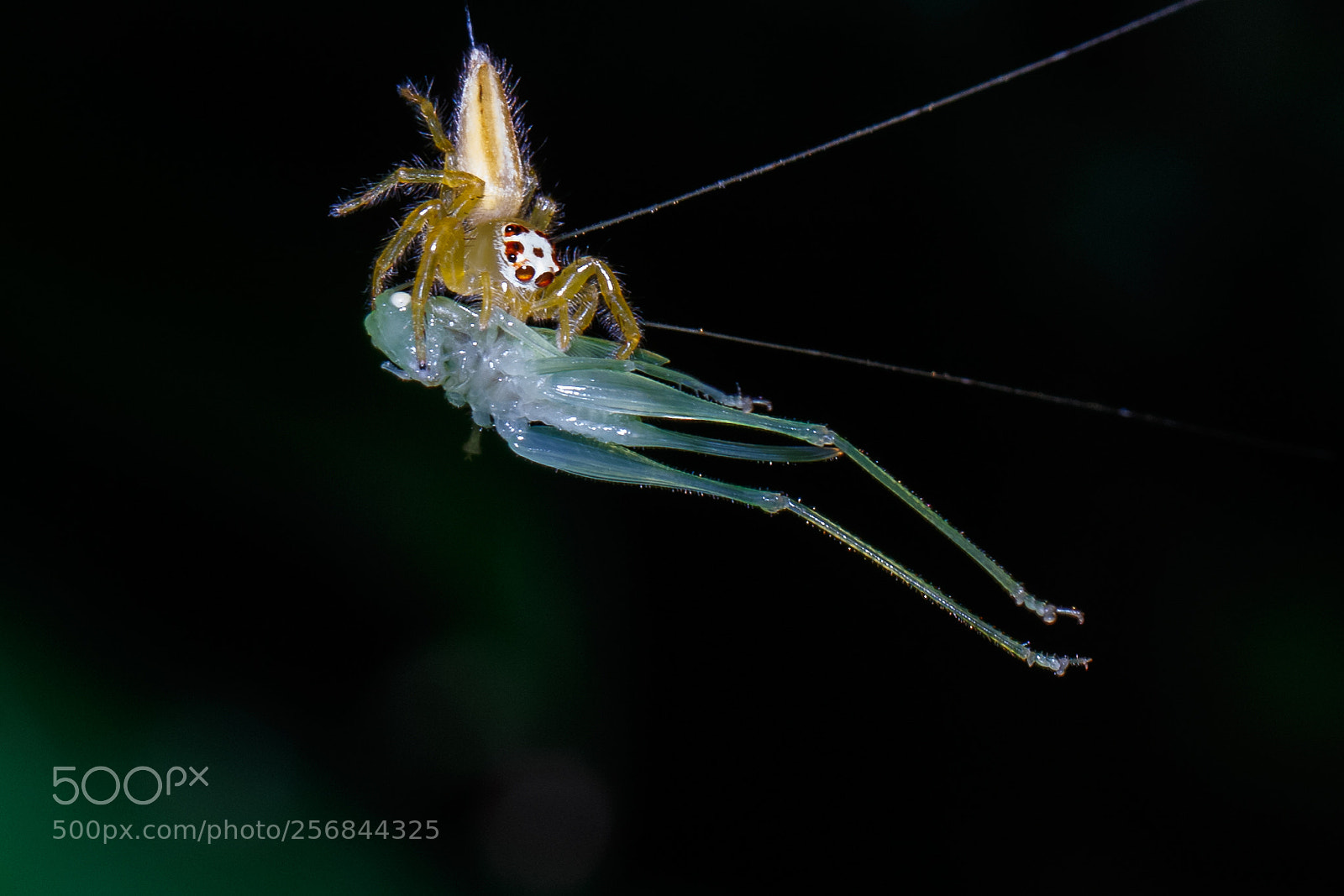 Canon EOS 7D Mark II sample photo. Predator and prey photography