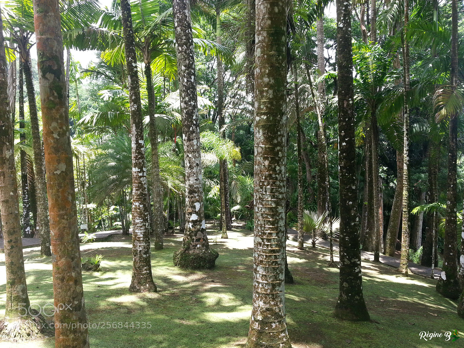 Samsung Galaxy S3 sample photo. Entre les troncs photography