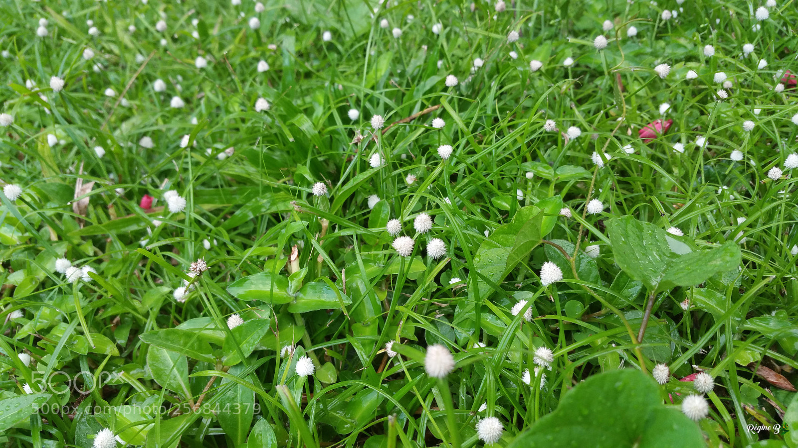 Samsung Galaxy Note4 sample photo. Herbes en fleur photography