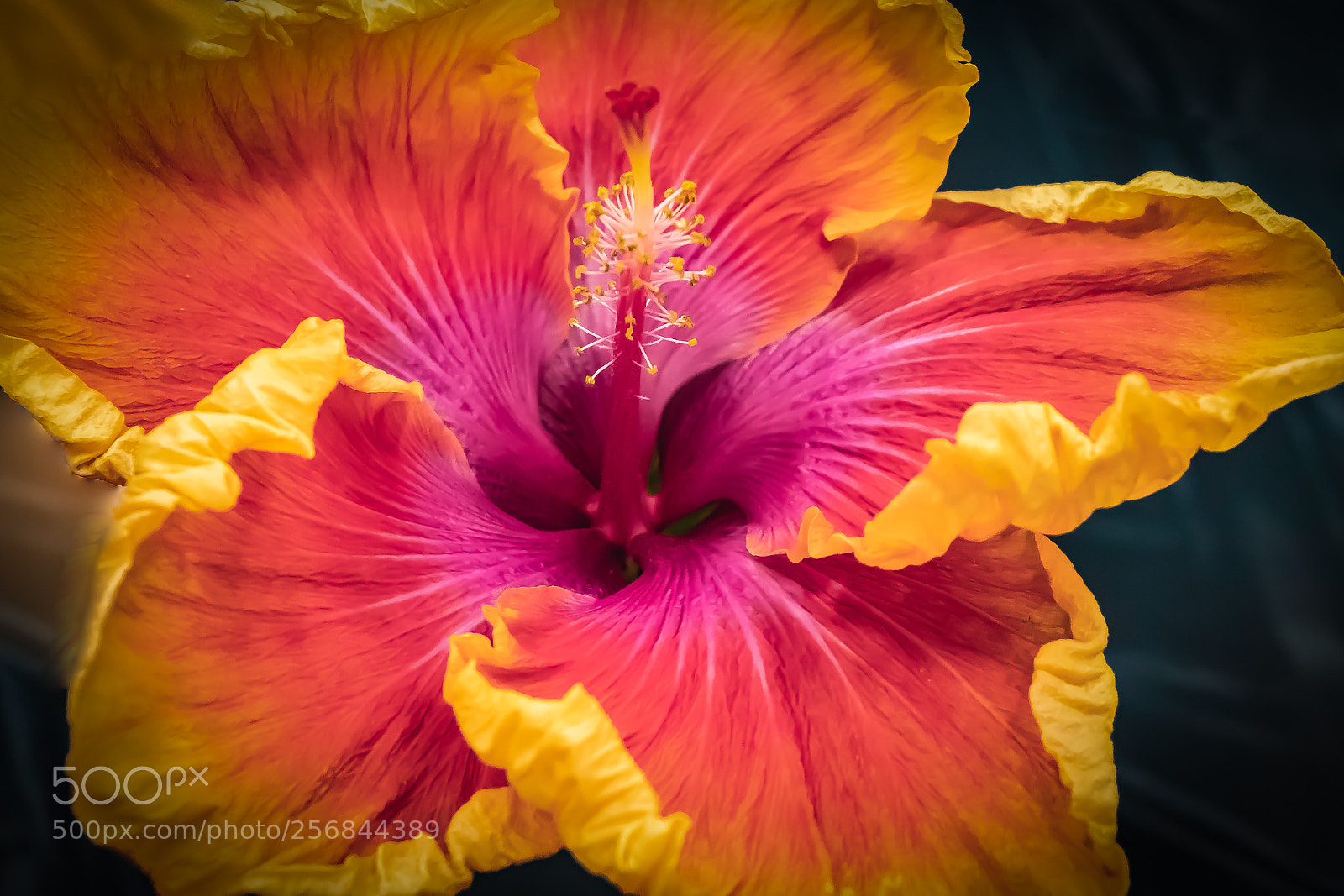 Canon EOS 80D sample photo. Brilliant yellow/red hibiscus photography