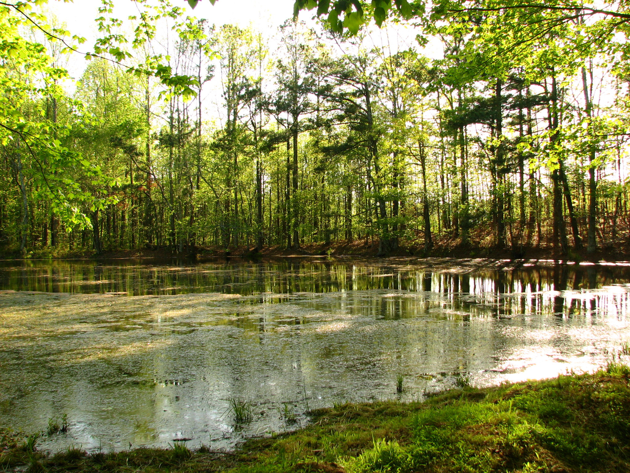 Canon POWERSHOT S2 IS sample photo. Pond photography