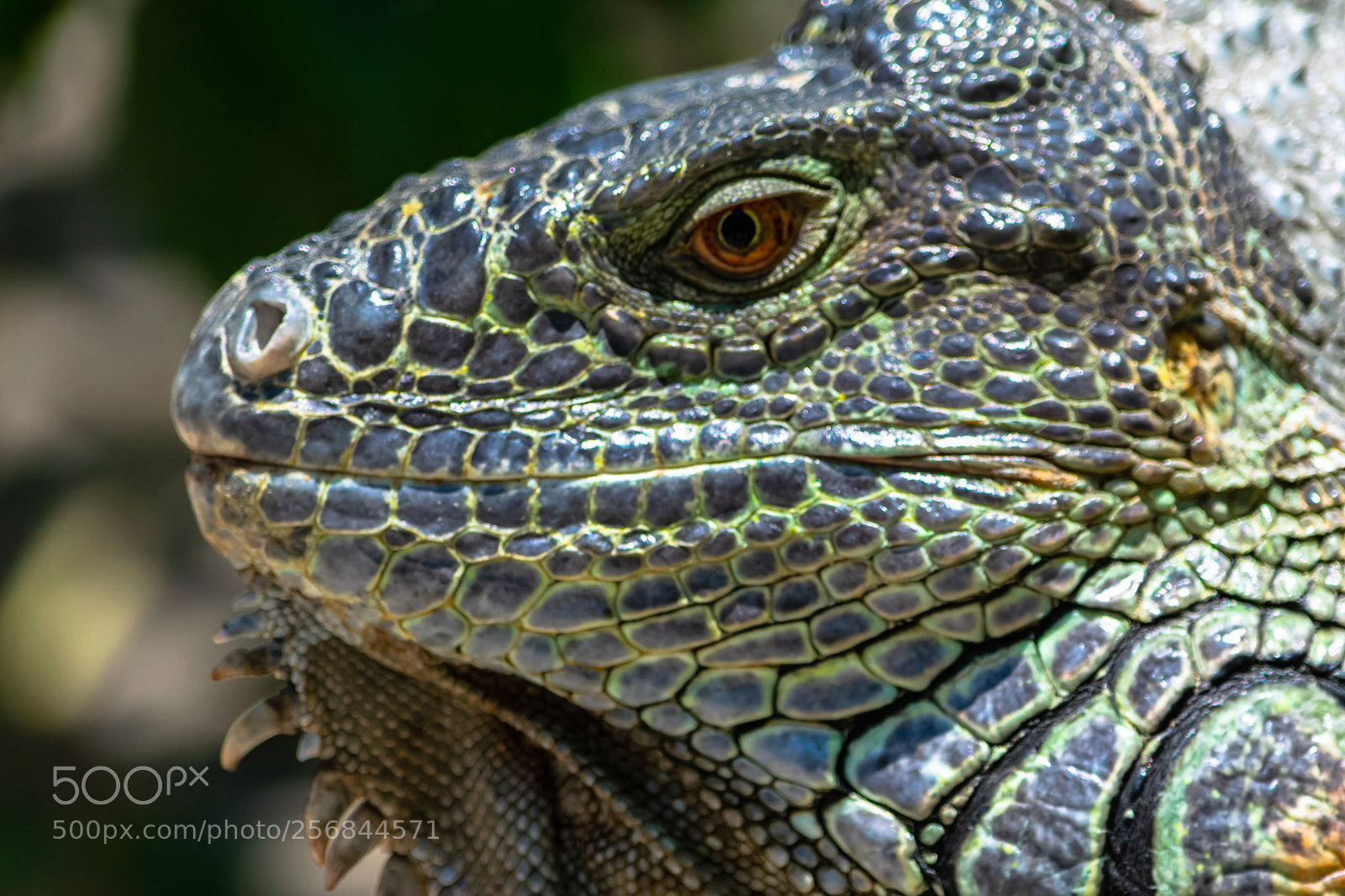 Nikon D3300 sample photo. Iguana photography