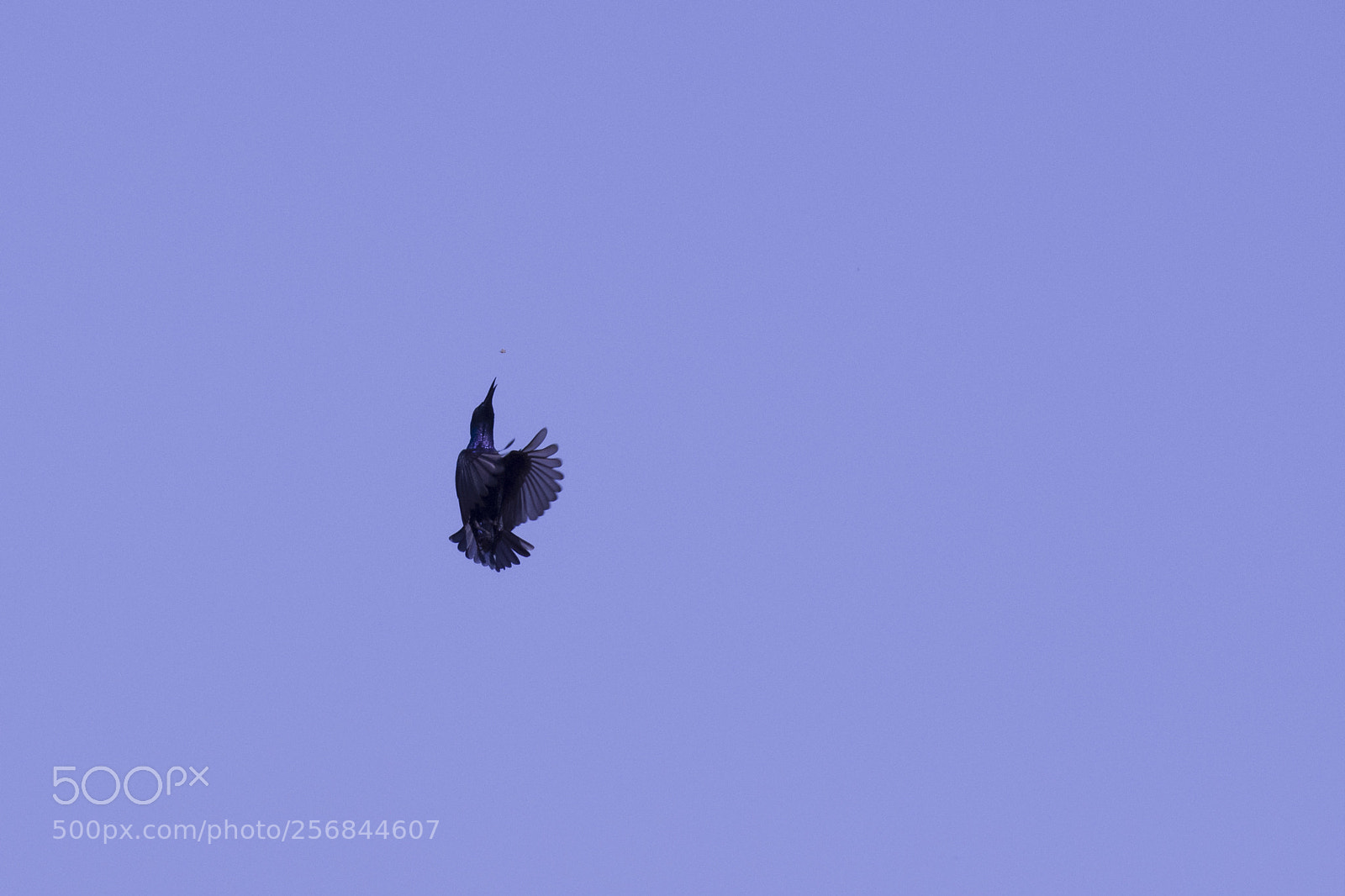 Nikon D7200 sample photo. Hunting for prey photography