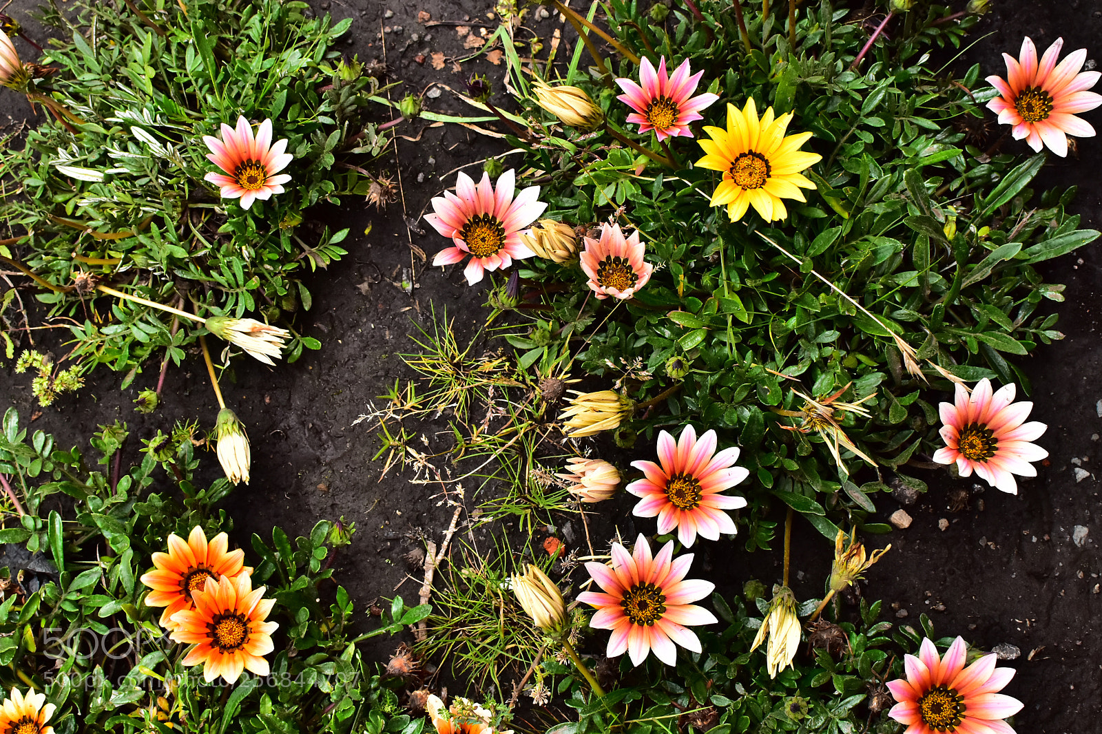 Nikon D5600 sample photo. Random beautiful flowers in photography