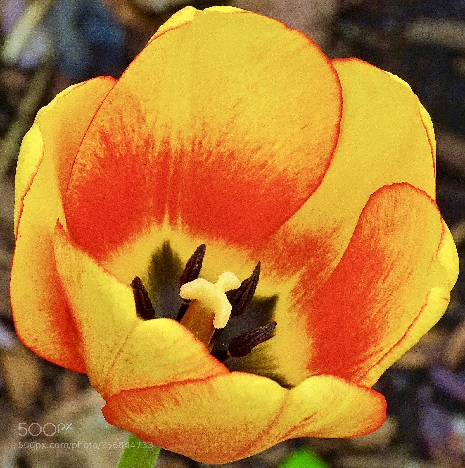 Sony Cyber-shot DSC-HX400V sample photo. Tulip photography