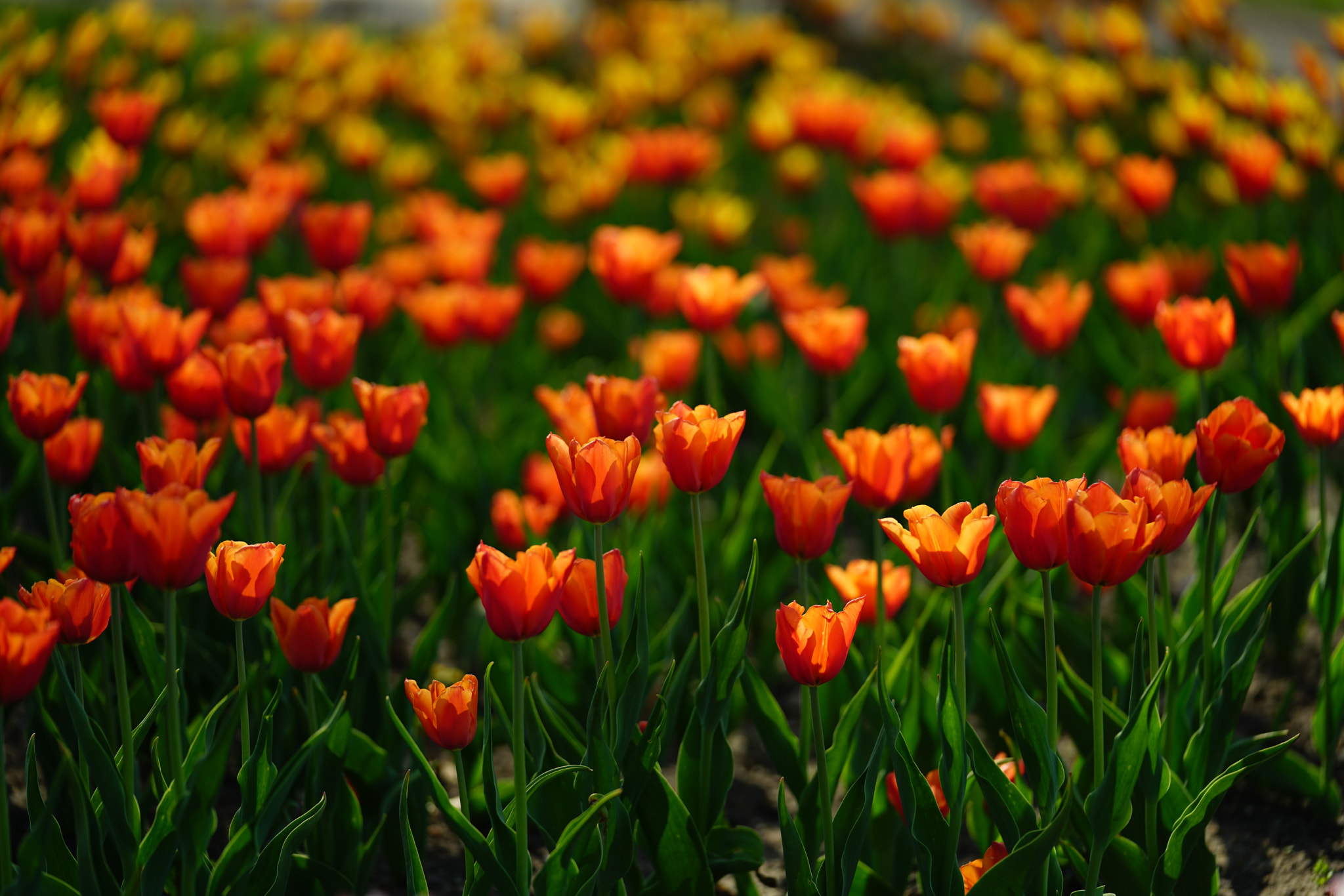 Sony a7R II + Sony FE 70-200mm F2.8 GM OSS sample photo. Orange lion tulips! photography