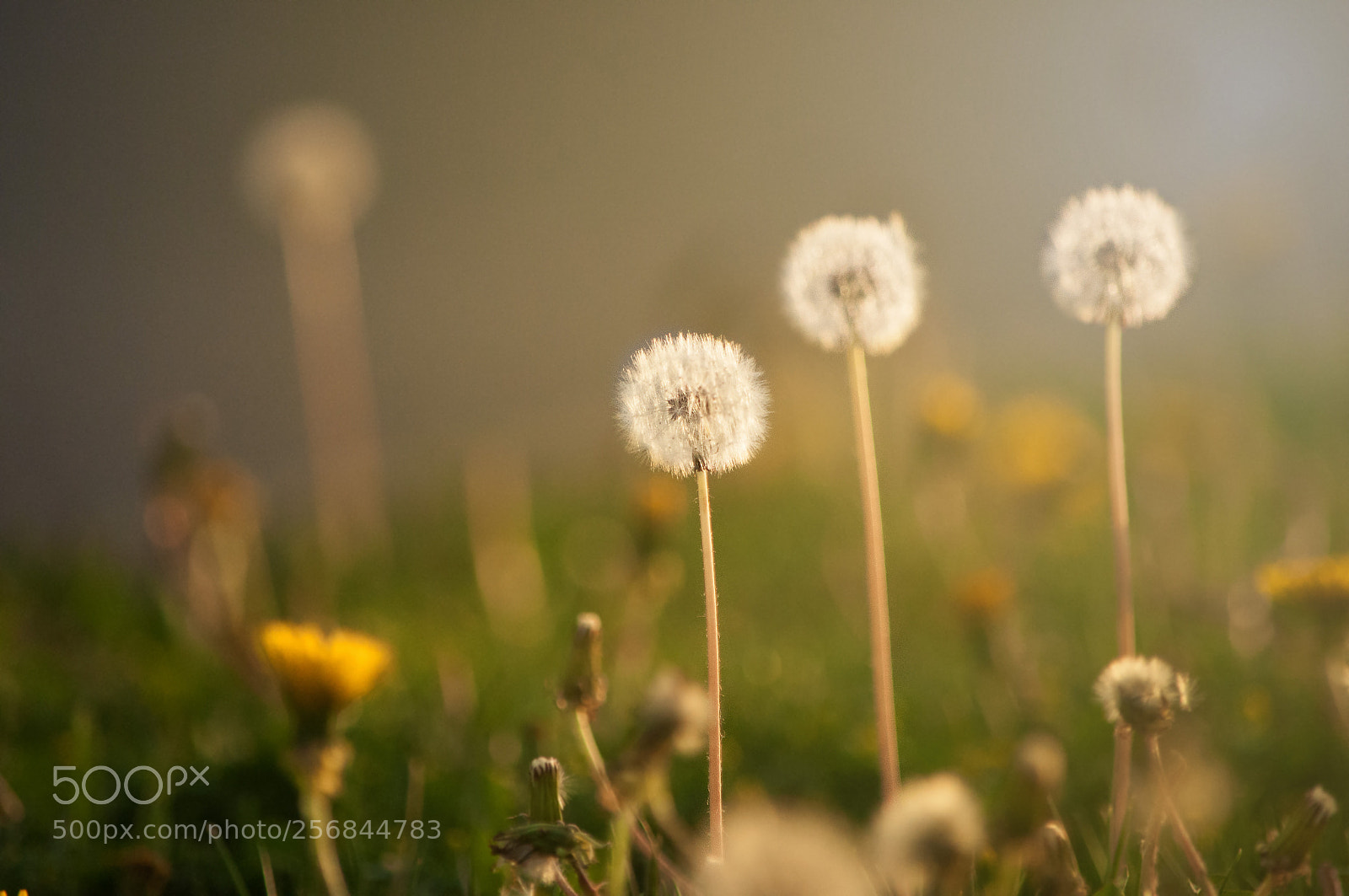 Nikon D90 sample photo. Dandelion photography