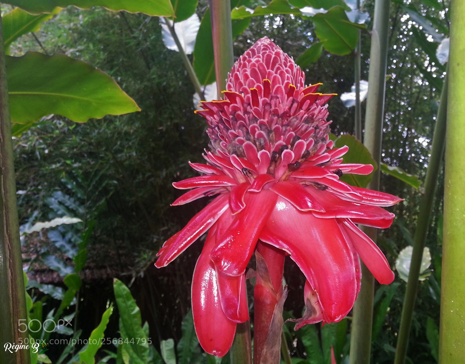 Samsung Galaxy S3 sample photo. Rose de porcelaine photography