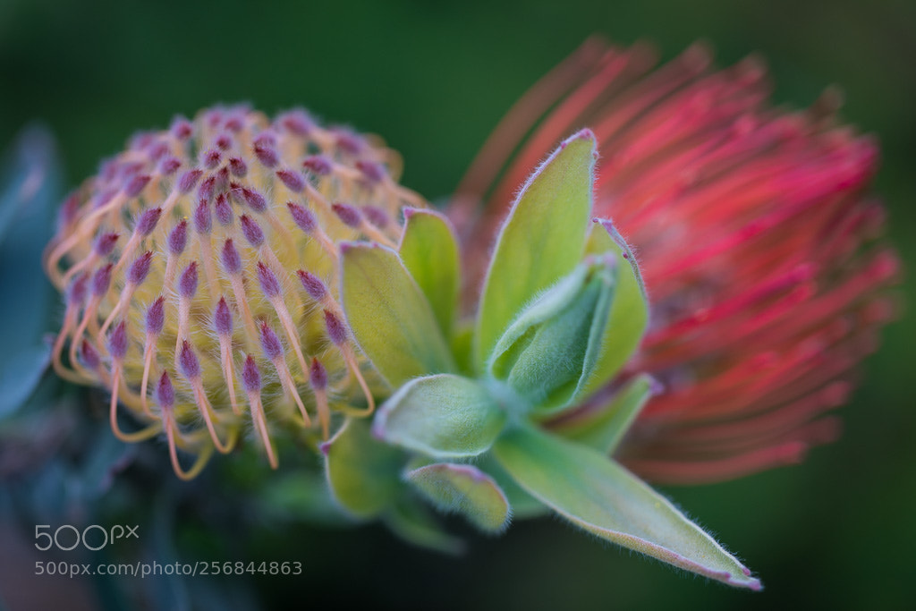 Canon EOS 5D Mark IV sample photo. Unusual blossoms photography