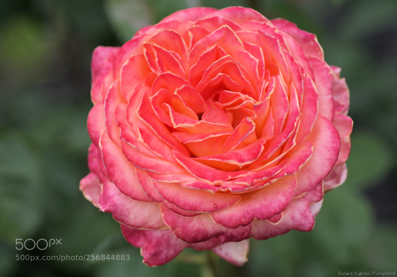 Nikon D7200 sample photo. A blooming rose photography