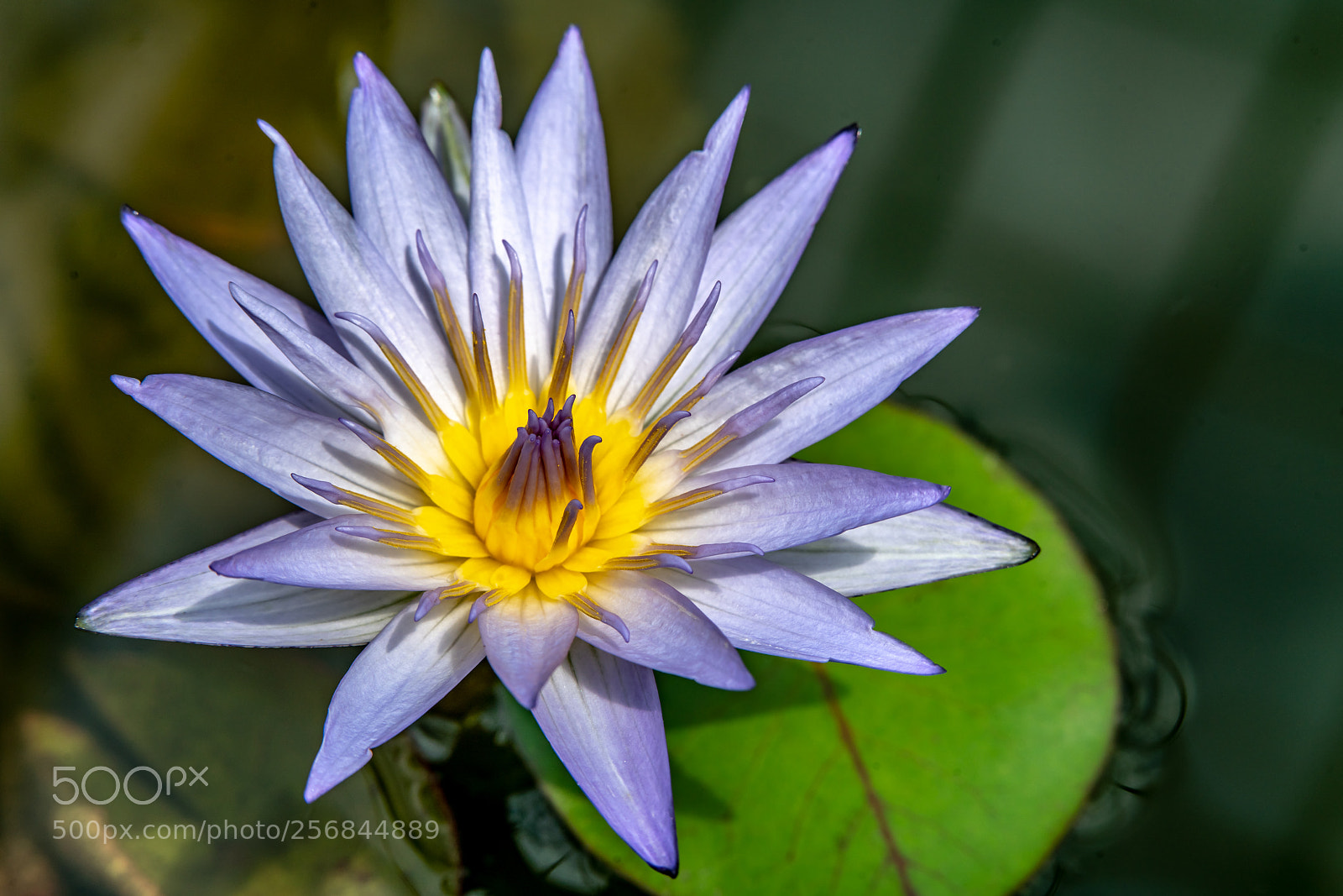 Sony a7R II sample photo. The lily has it photography