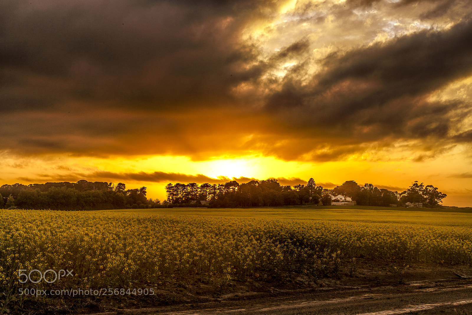 Canon EOS 5D Mark II sample photo. Canola field photography