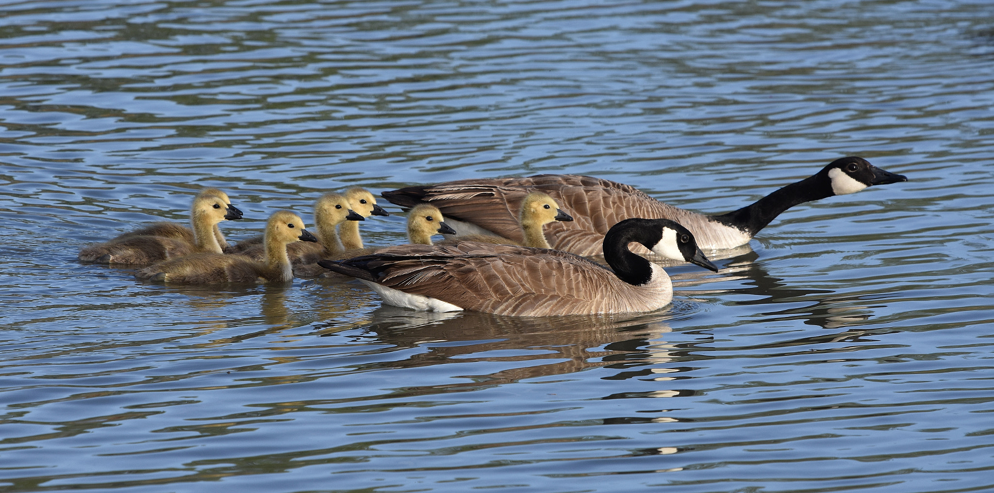 Nikon D7200 + Nikon Nikkor AF-S 300mm F4E PF ED VR sample photo. Canada goose family photography