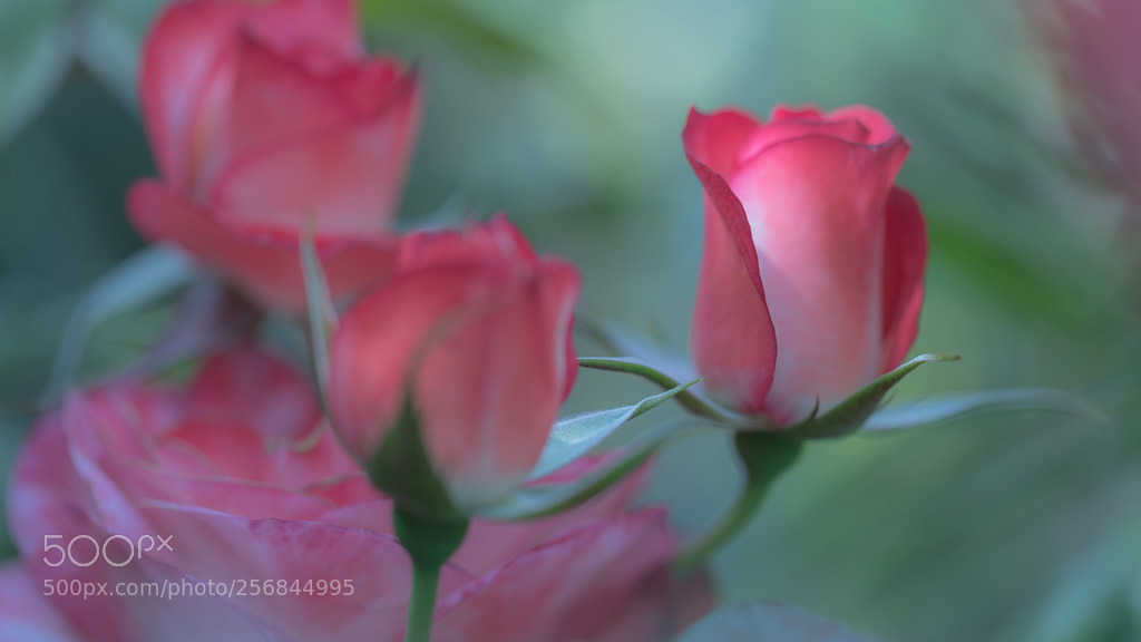Canon EOS 5D Mark IV sample photo. Soft rose photography