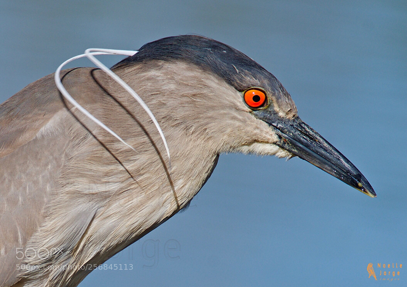 Nikon D500 sample photo. Plumes photography