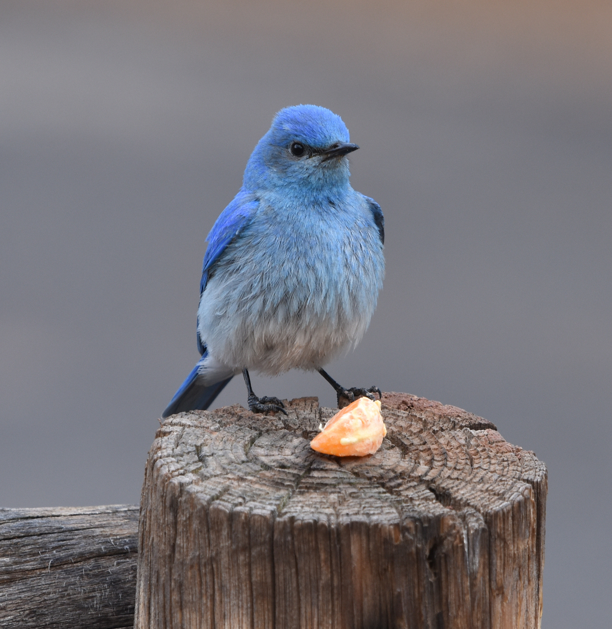 Nikon Nikkor AF-S 300mm F4E PF ED VR sample photo. Mountain bluebird at capital reef photography