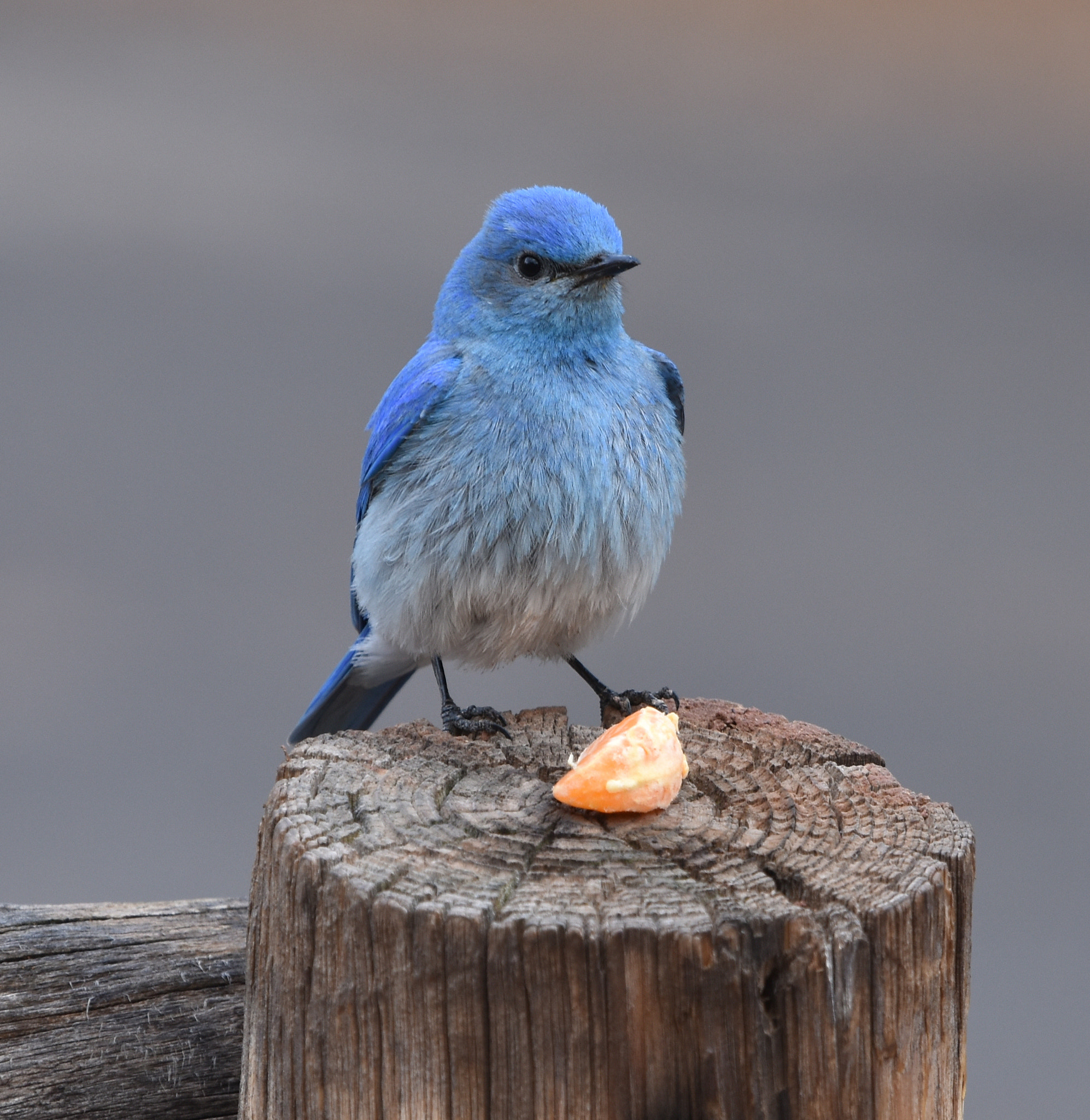 Nikon Nikkor AF-S 300mm F4E PF ED VR sample photo. Mountain bluebird at capital reef photography