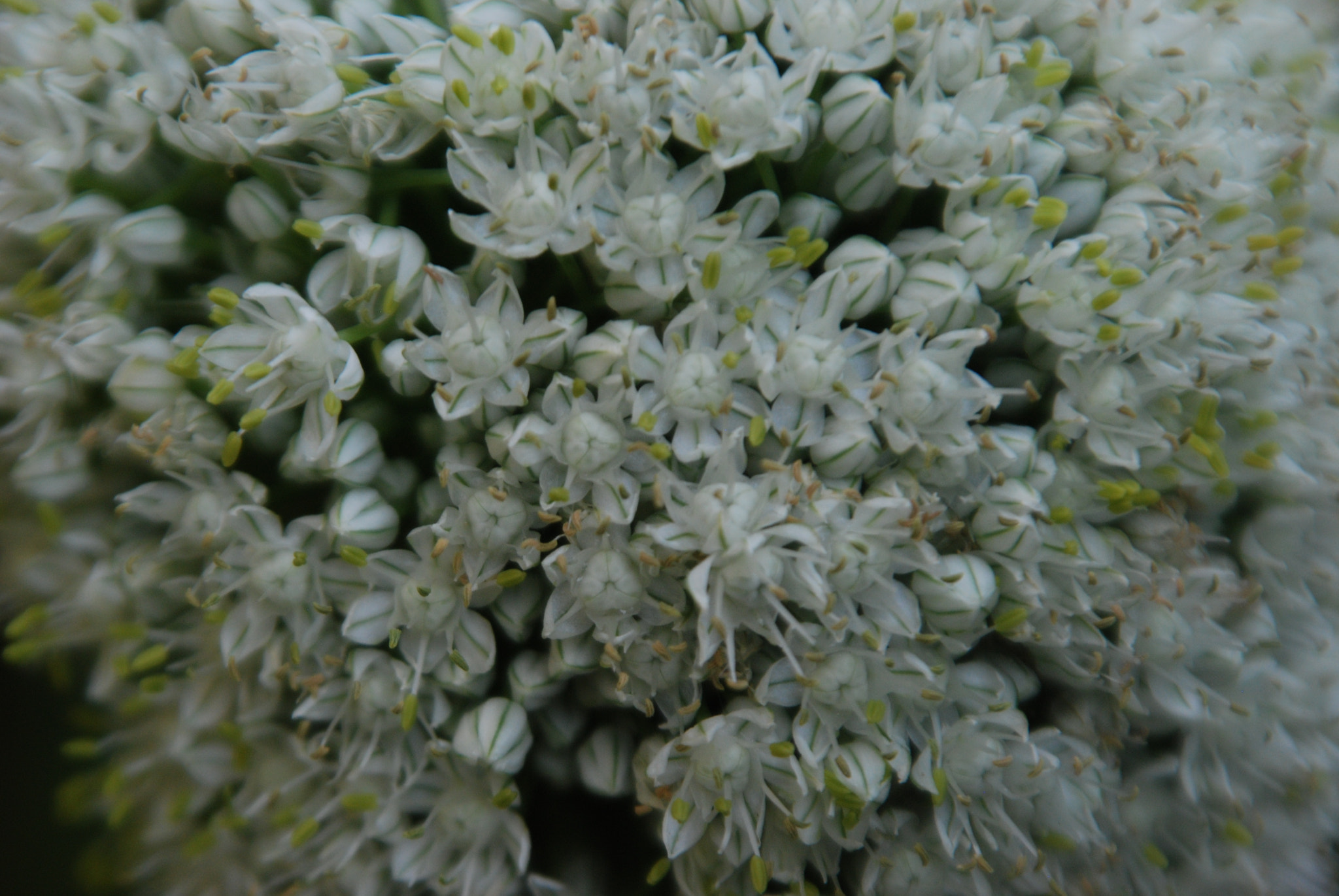 Nikon D80 sample photo. Onion flowers photography