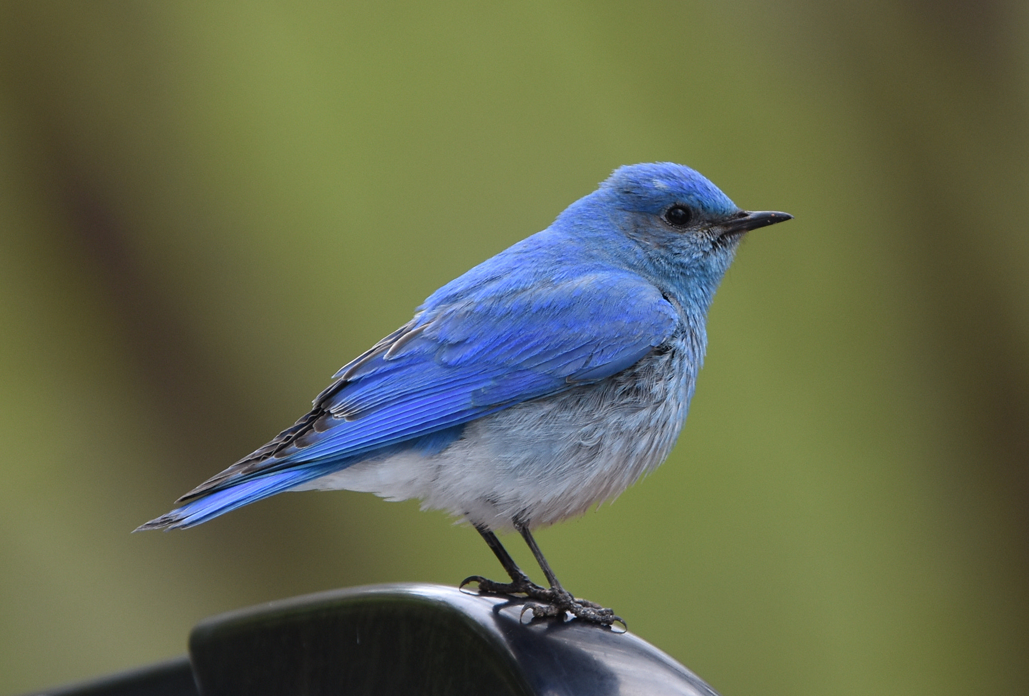 Nikon Nikkor AF-S 300mm F4E PF ED VR sample photo. Mountain bluebird at capitol reef photography