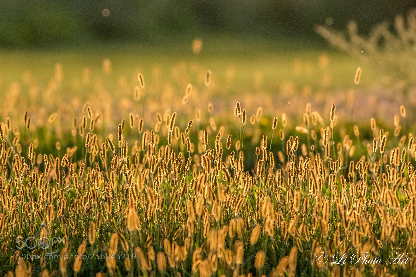 Canon EOS 7D Mark II sample photo. Golden time  photography