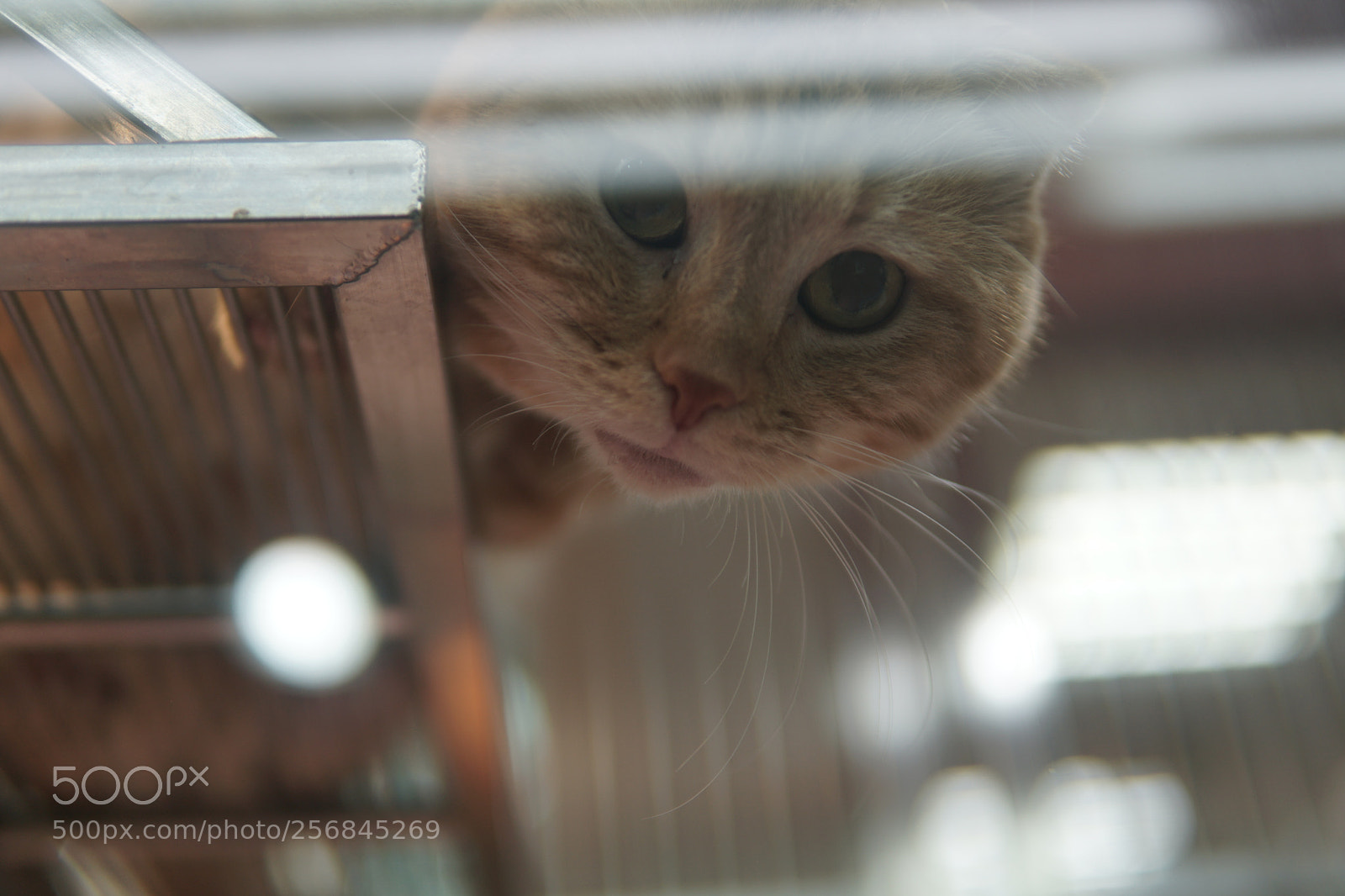 Sony a6300 sample photo. Catpeek photography