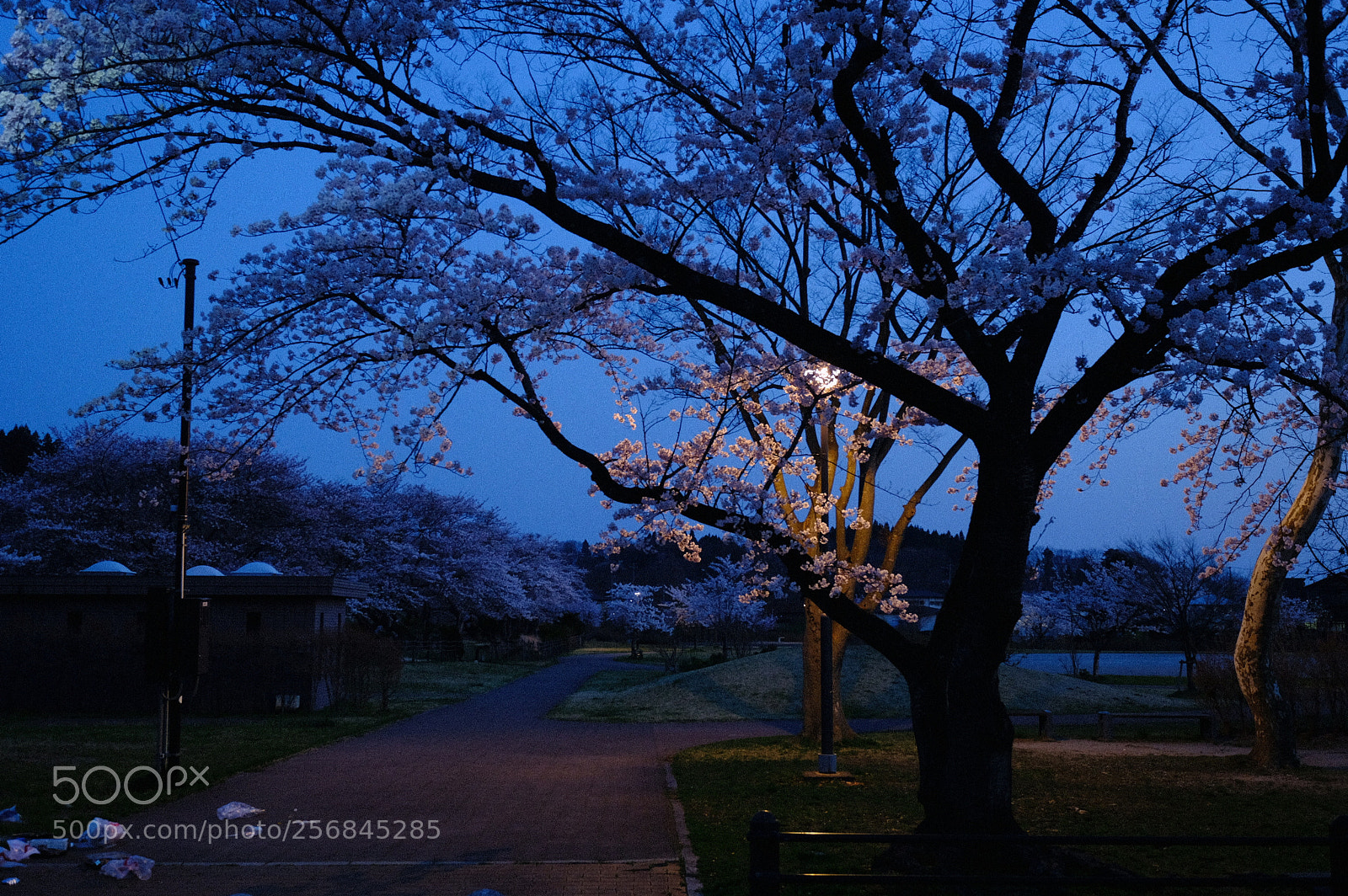 Fujifilm X-T2 sample photo. Dscf photography