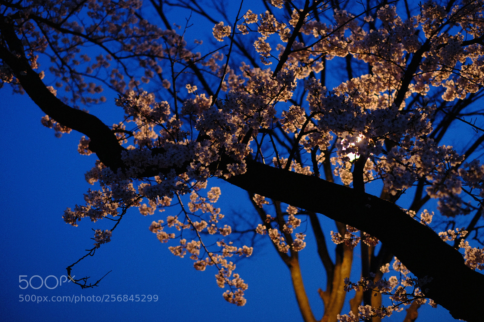 Fujifilm X-T2 sample photo. Dscf photography