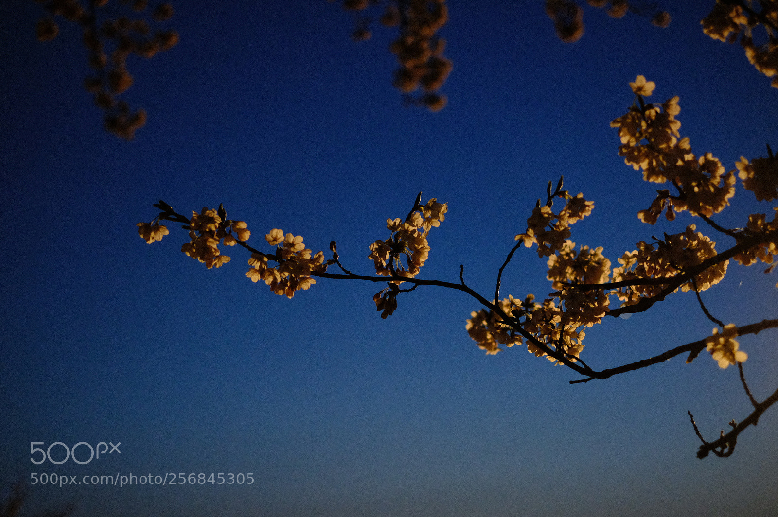 Fujifilm X-T2 sample photo. Dscf photography