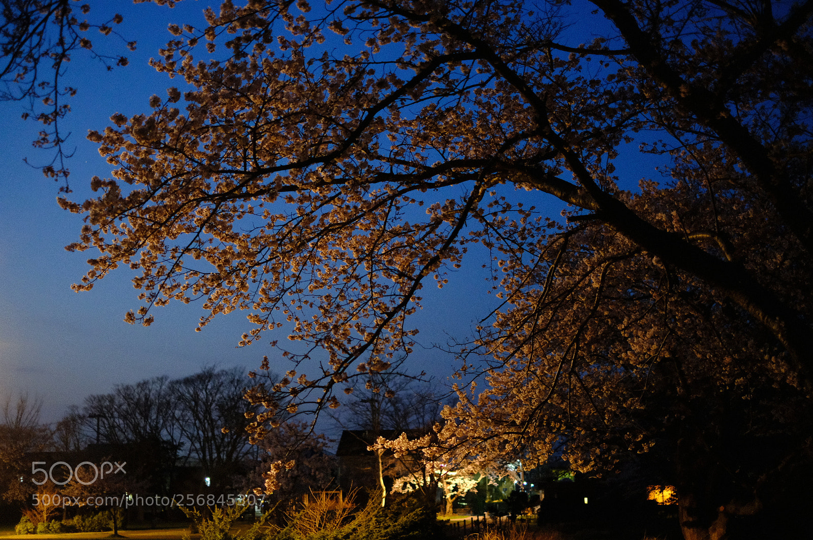 Fujifilm X-T2 sample photo. Dscf photography