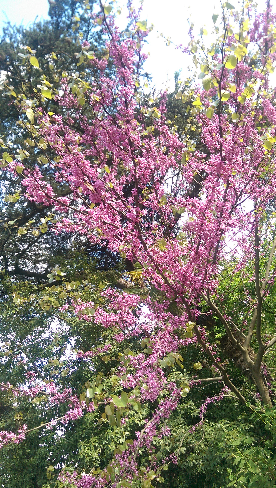 HTC ONE M8 sample photo. Pink photography