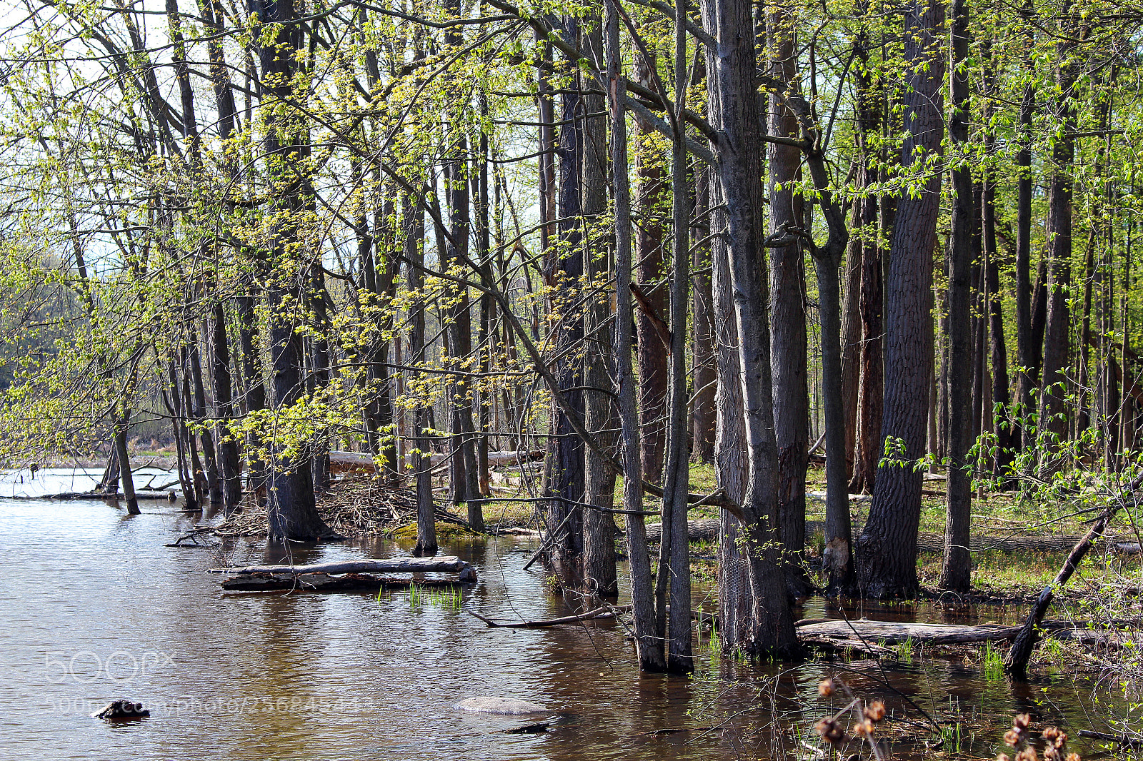 Canon EOS 100D (EOS Rebel SL1 / EOS Kiss X7) sample photo. Swamp_trees photography