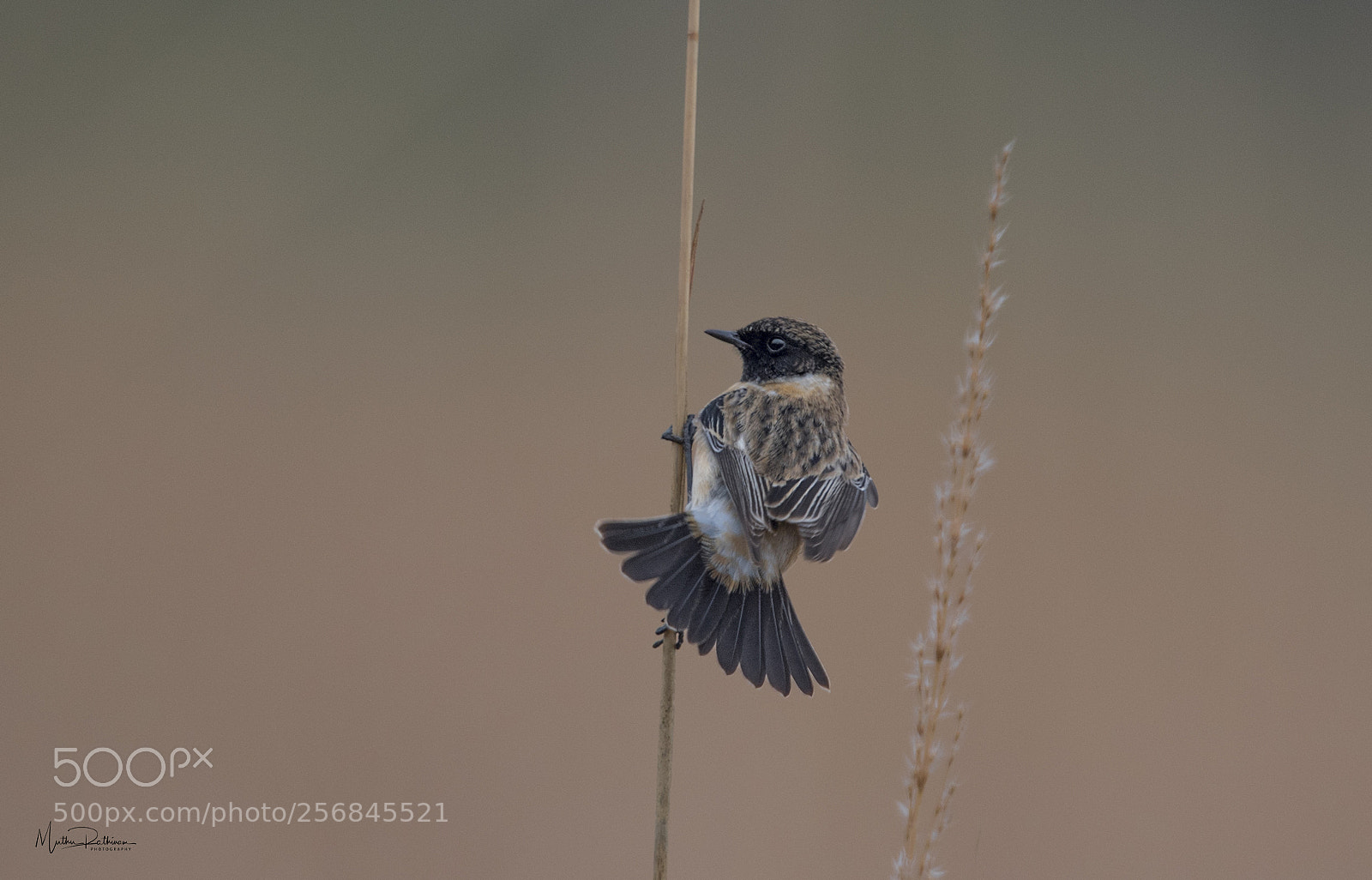 Nikon D750 sample photo. Siberian stonechat- ♂ photography