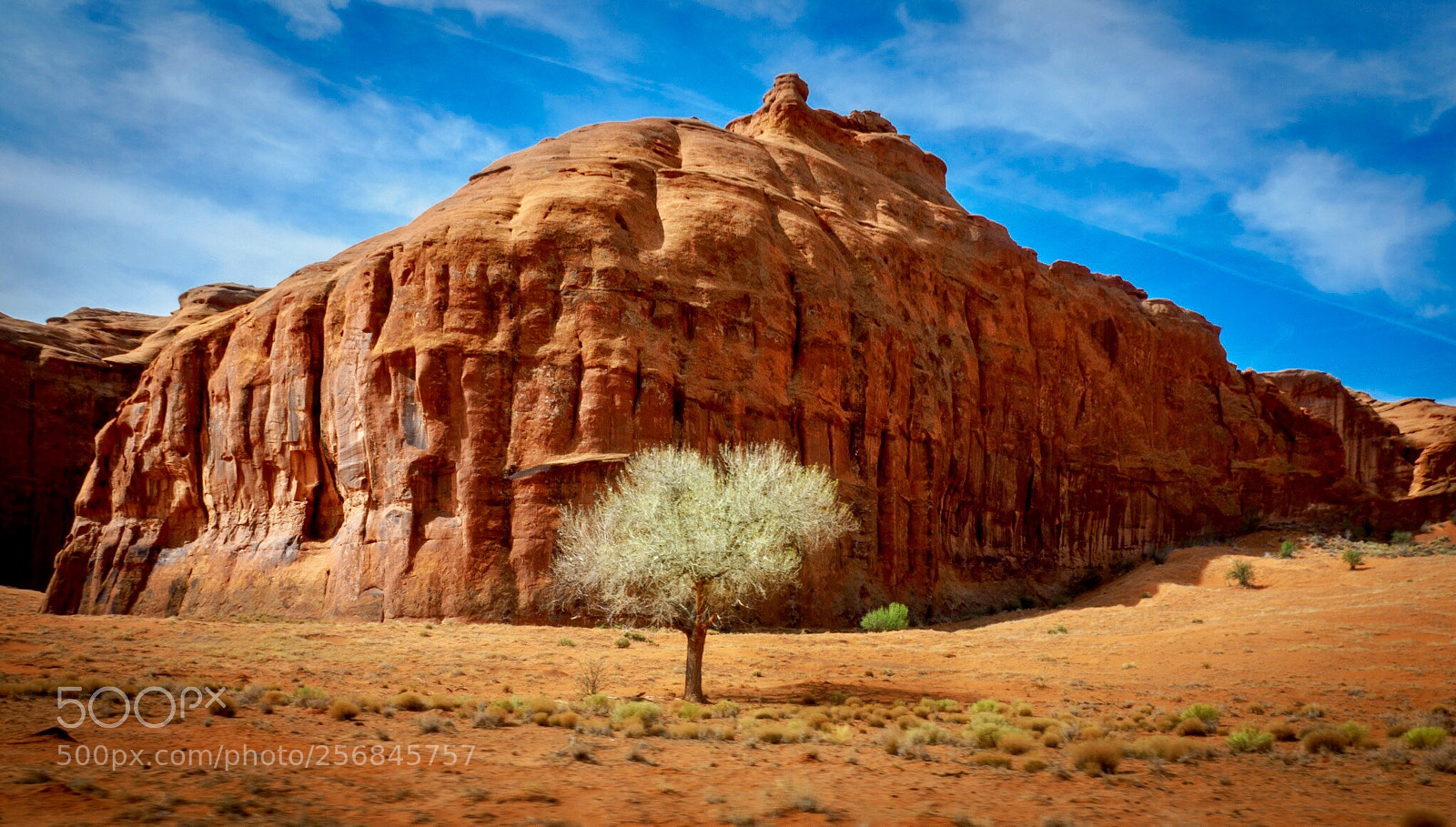 Olympus OM-D E-M5 II sample photo. Lone tree photography