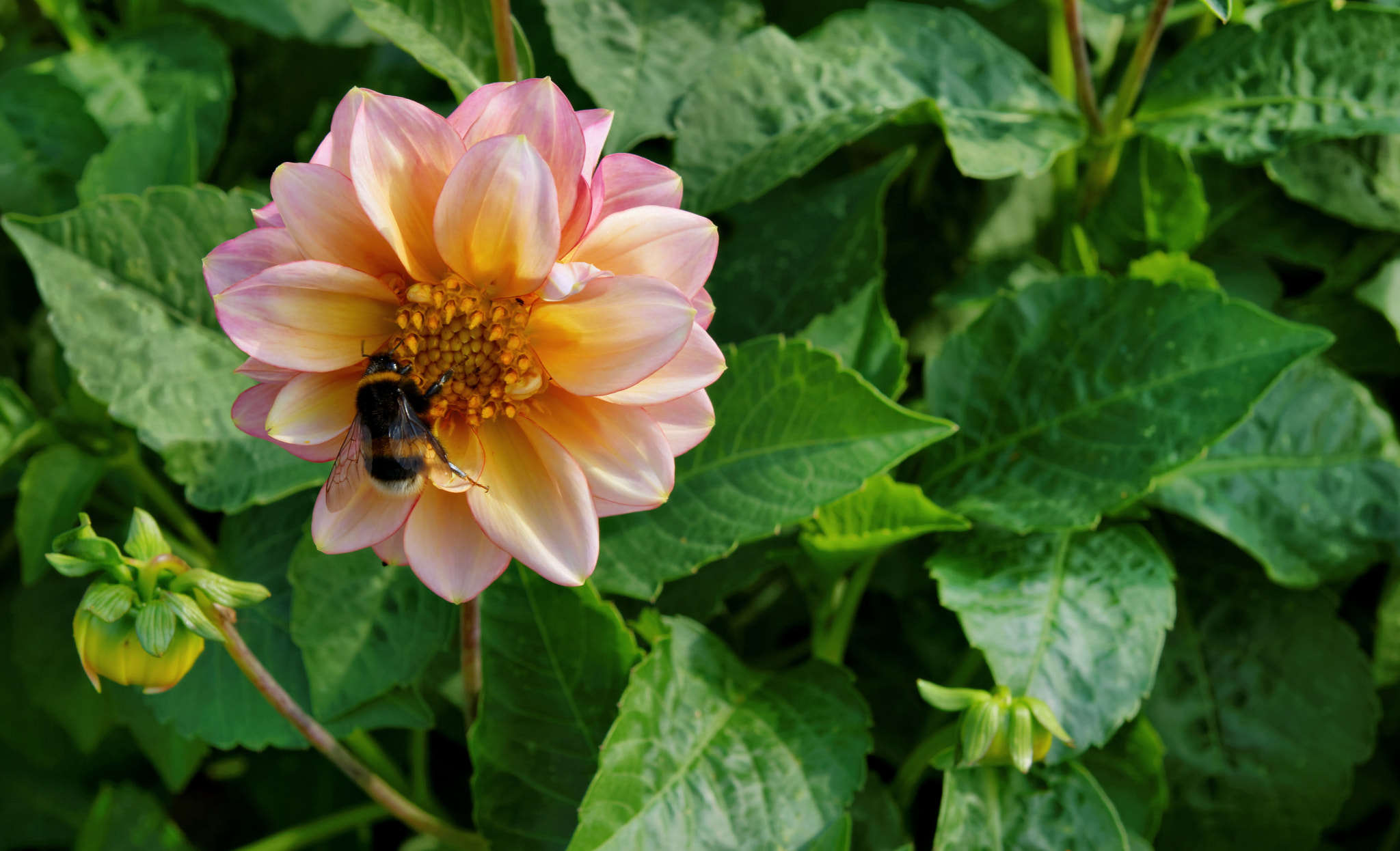 Canon EOS 550D (EOS Rebel T2i / EOS Kiss X4) sample photo. Flower photography