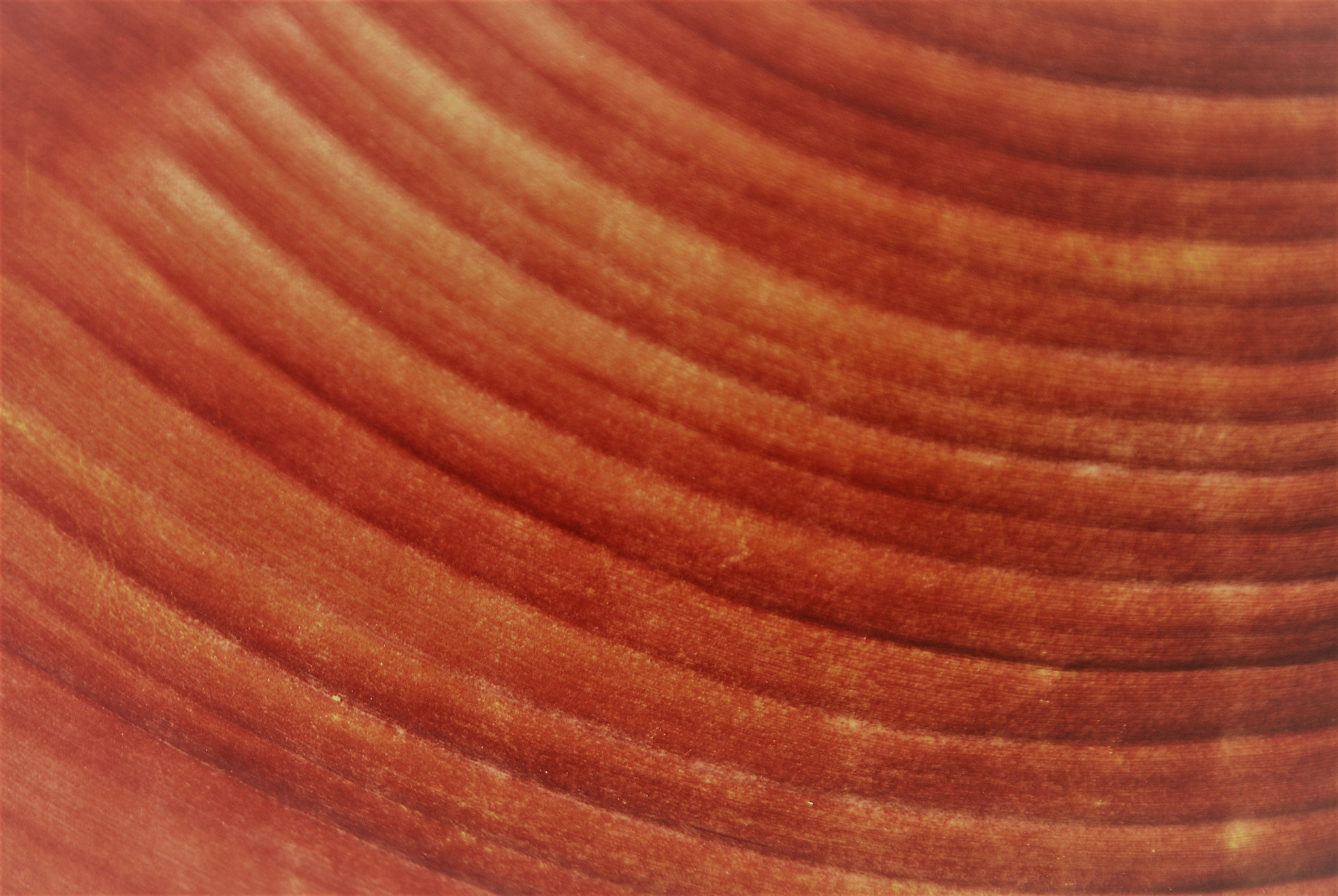 Nikon D80 sample photo. Banana leaf details photography