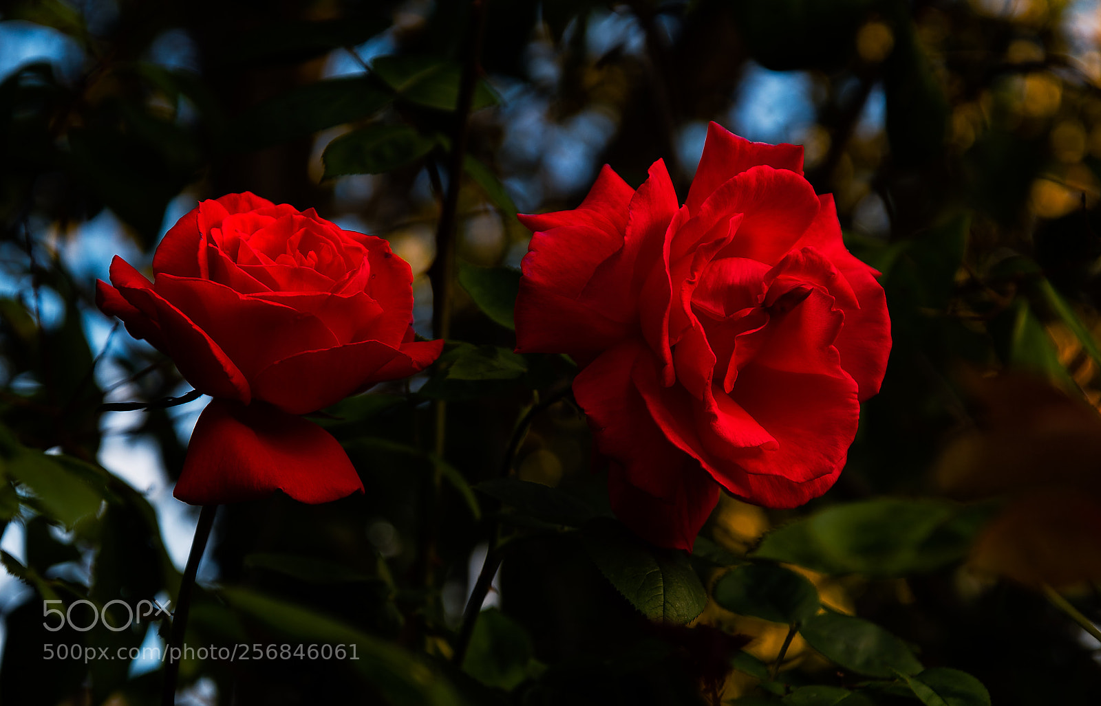 Nikon D850 sample photo. Take the time out photography