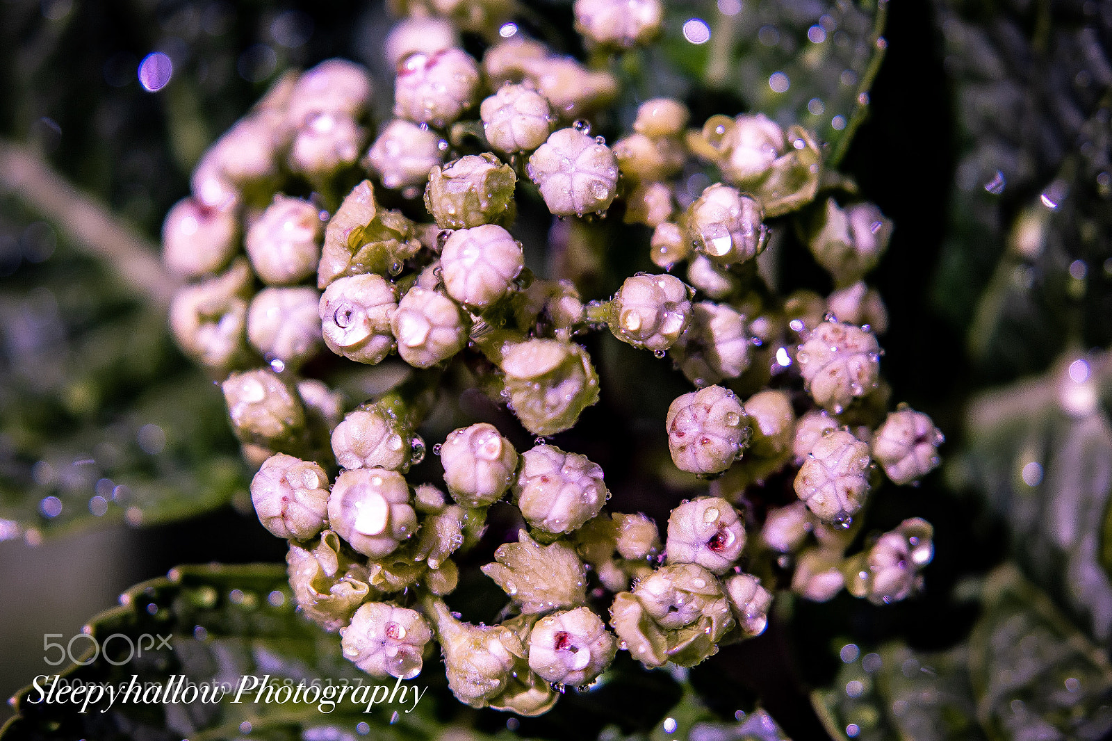 Canon EOS 1300D (EOS Rebel T6 / EOS Kiss X80) sample photo. Hydrangea buds photography