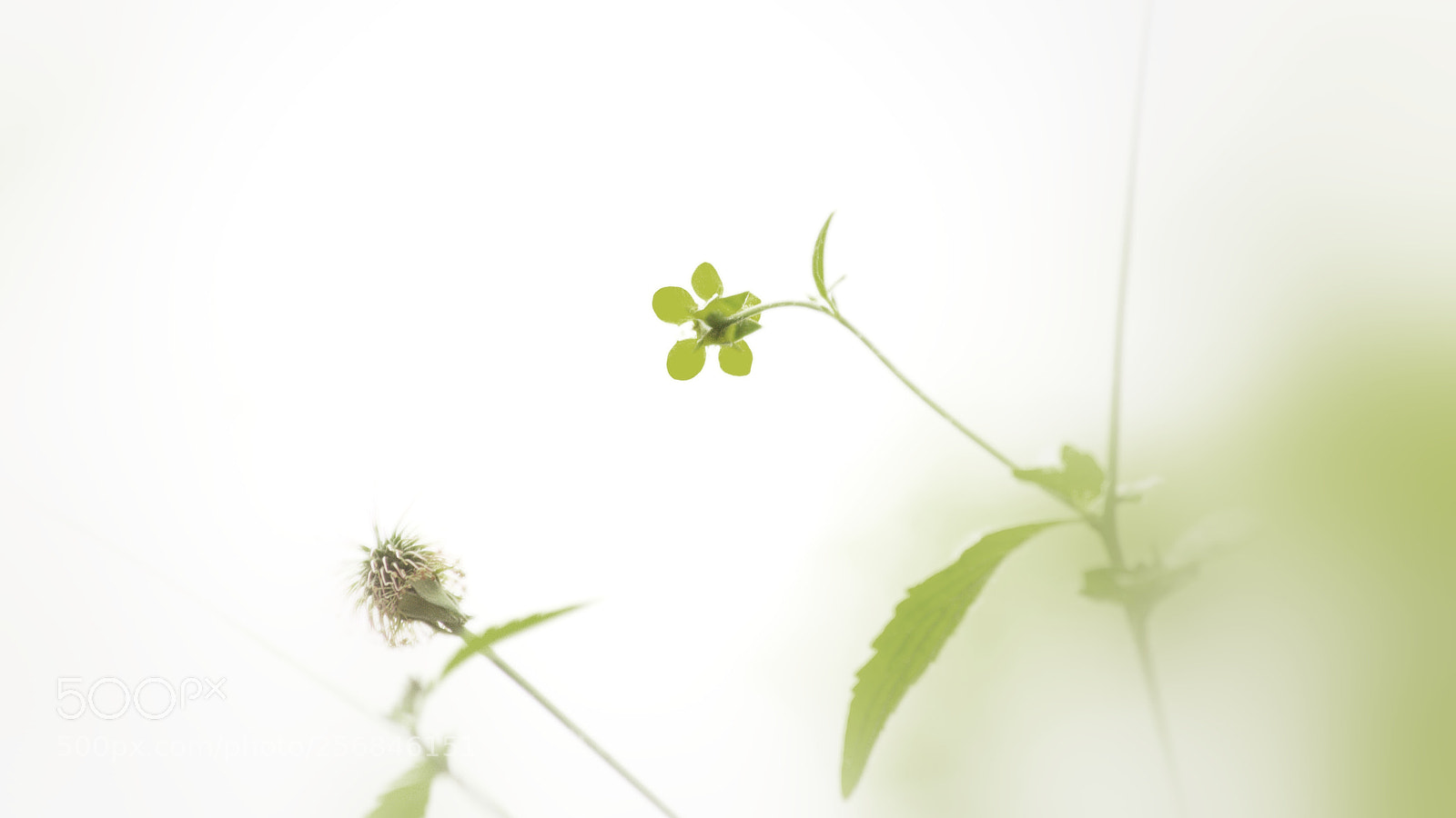 Pentax K-5 sample photo. Vanishing photography