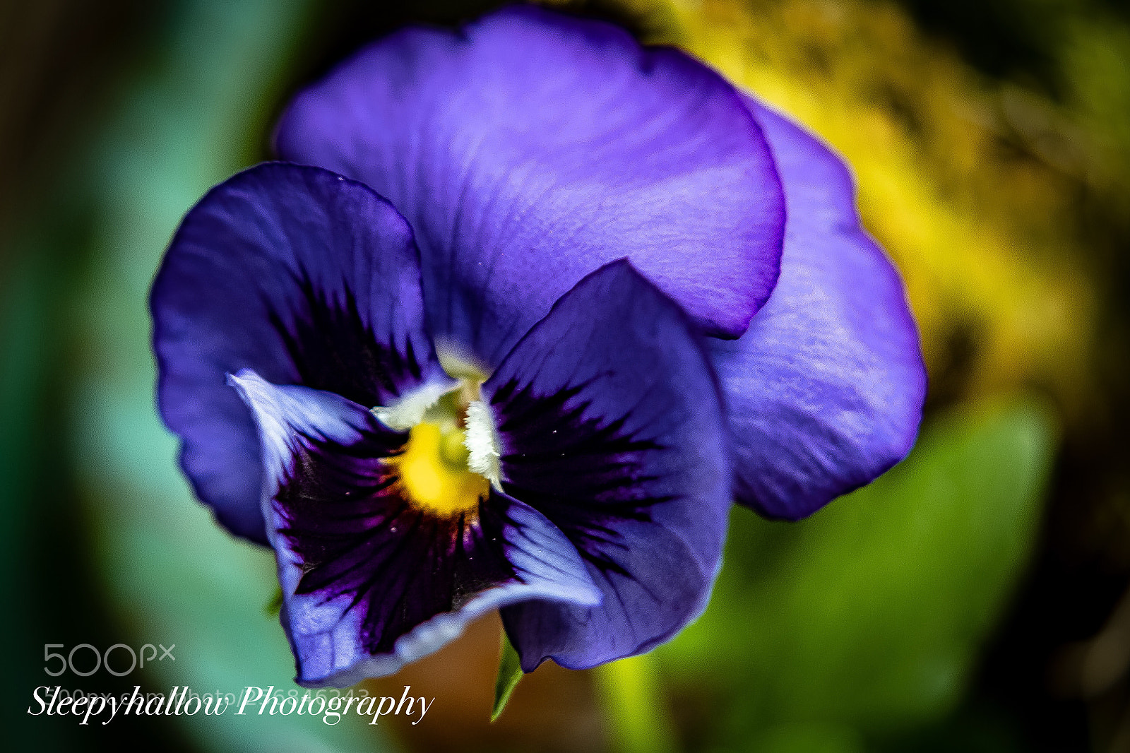 Canon EOS 1300D (EOS Rebel T6 / EOS Kiss X80) sample photo. Pansy  photography