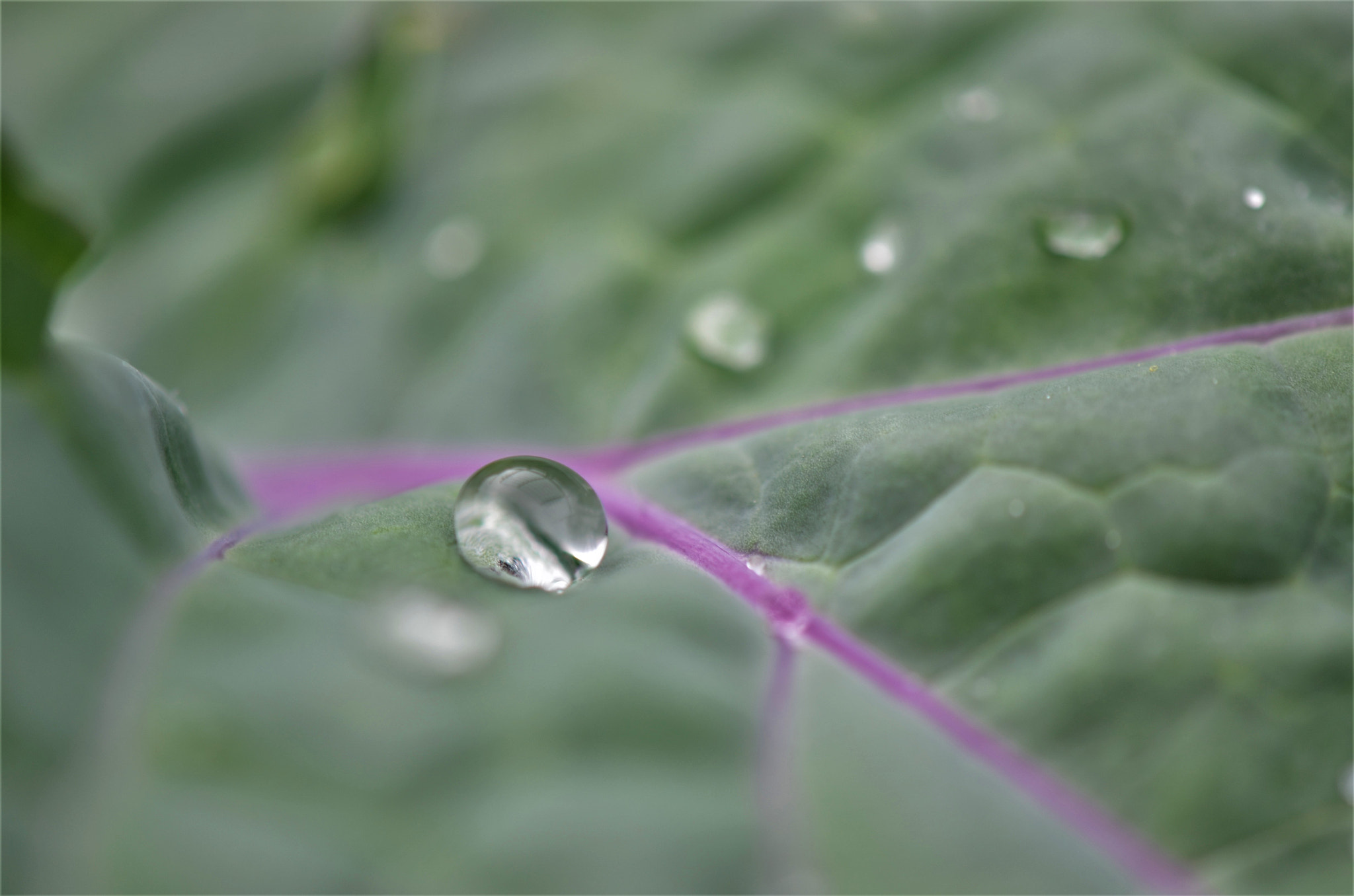 Nikon AF-S DX Micro-Nikkor 85mm F3.5G ED VR sample photo. Water drop on leaf photography